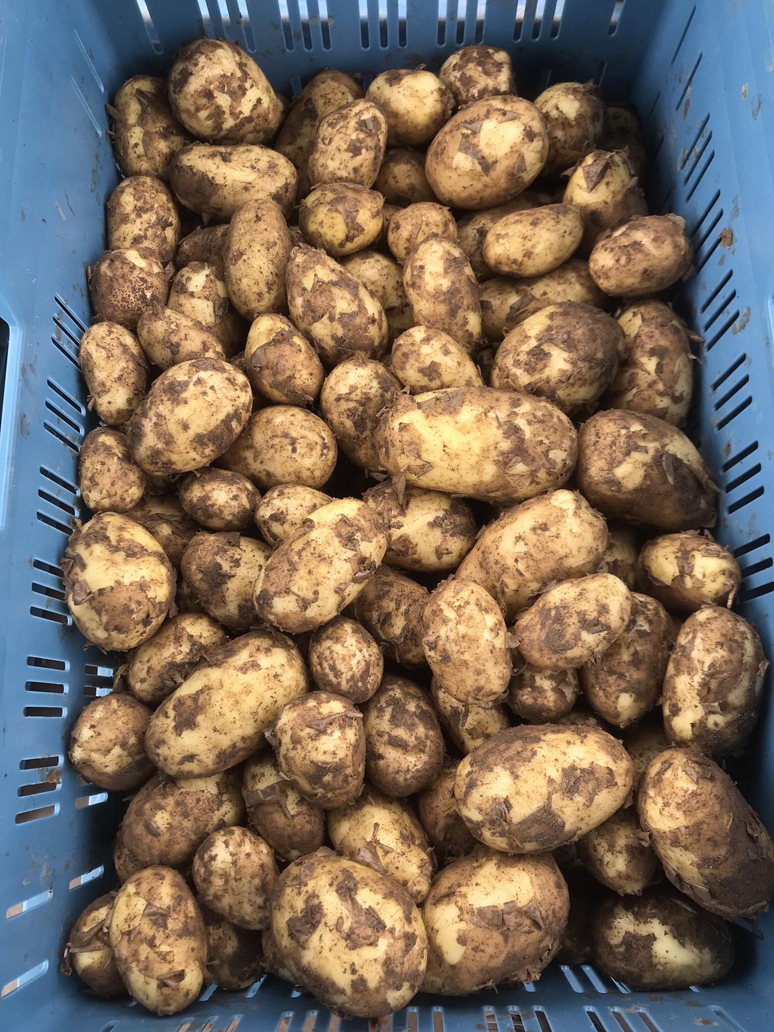 Zelenina-vaclav.cz foto 4