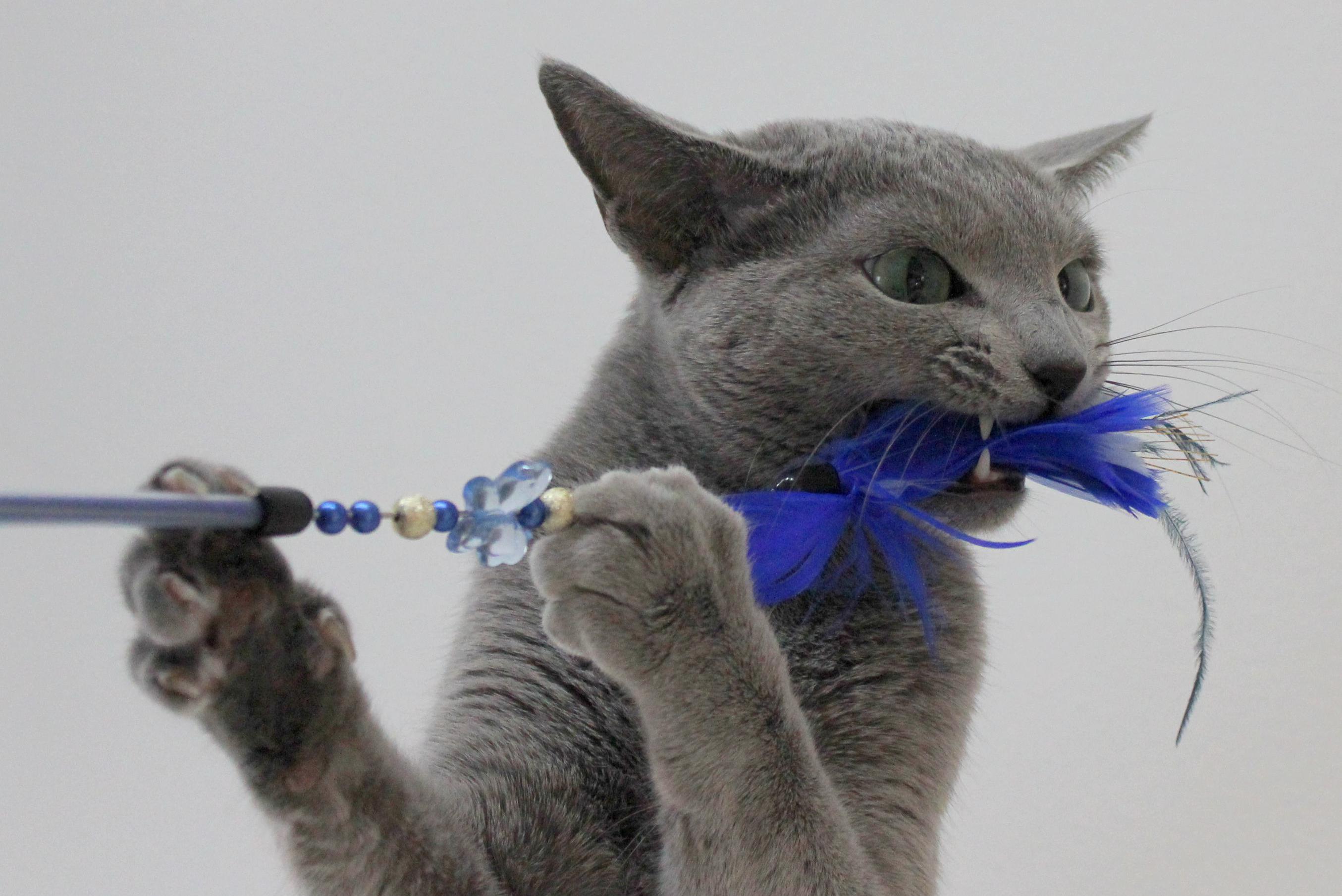 Hračky pro kočky.cz