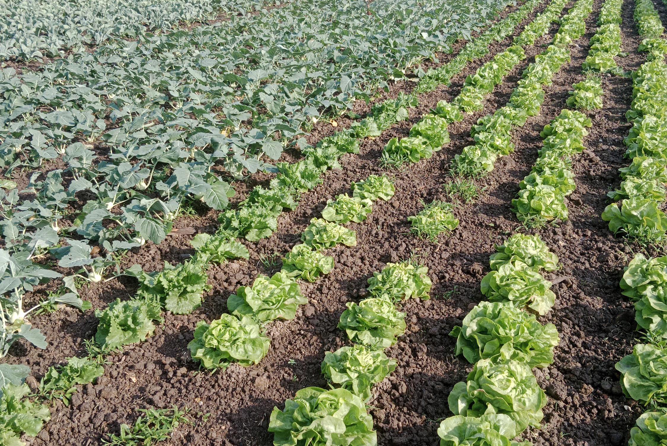 Rodinné hospodářství Mareš