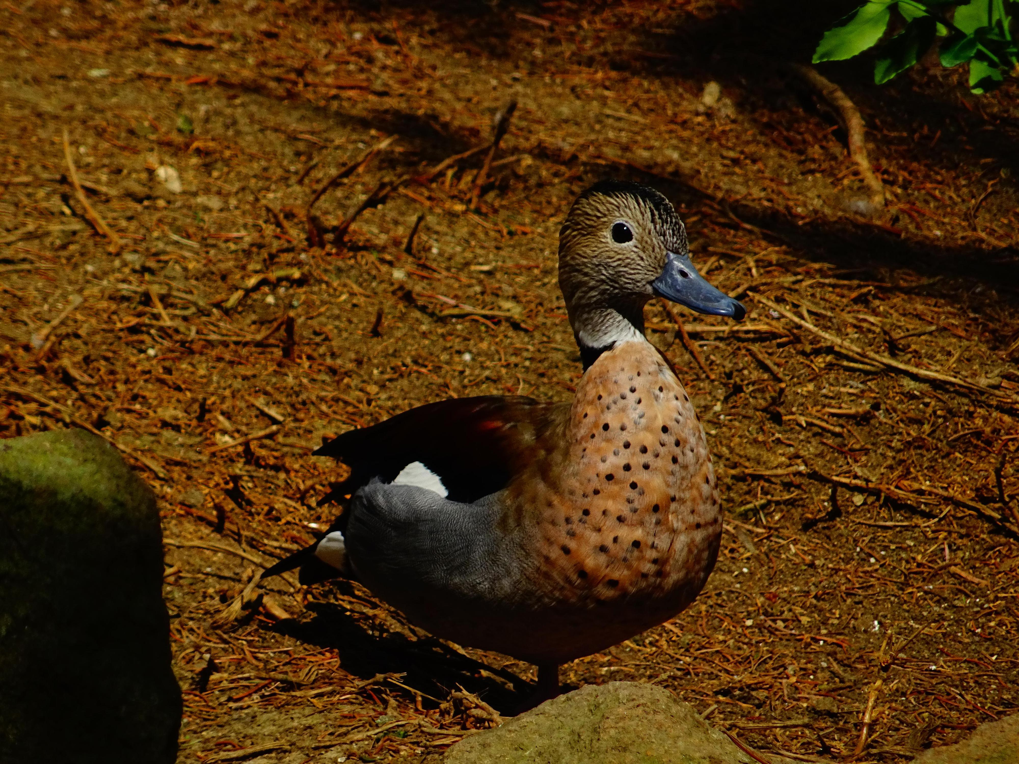 Zoologická zahrada Ústí nad Labem foto 6