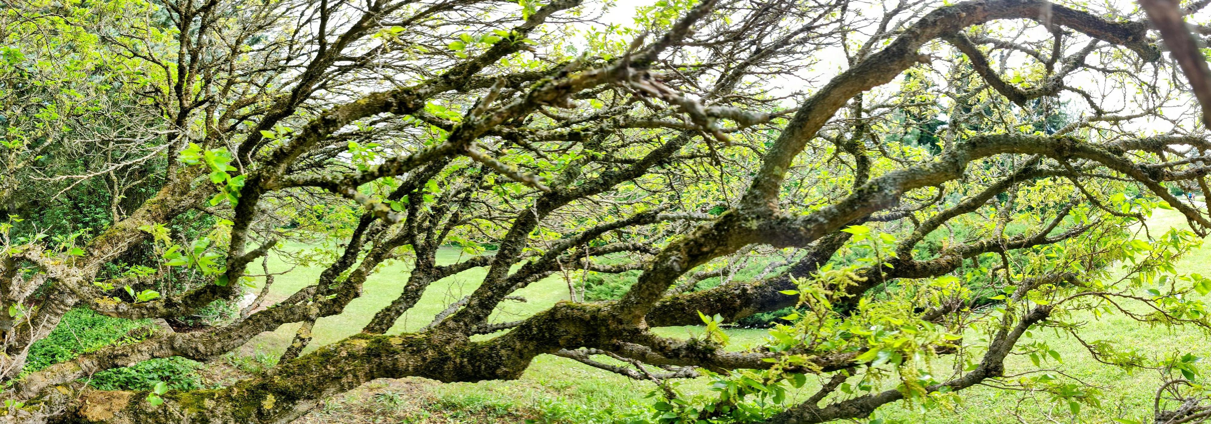 Mendelova univerzita v Brně - Botanická zahrada a arboretum foto 5