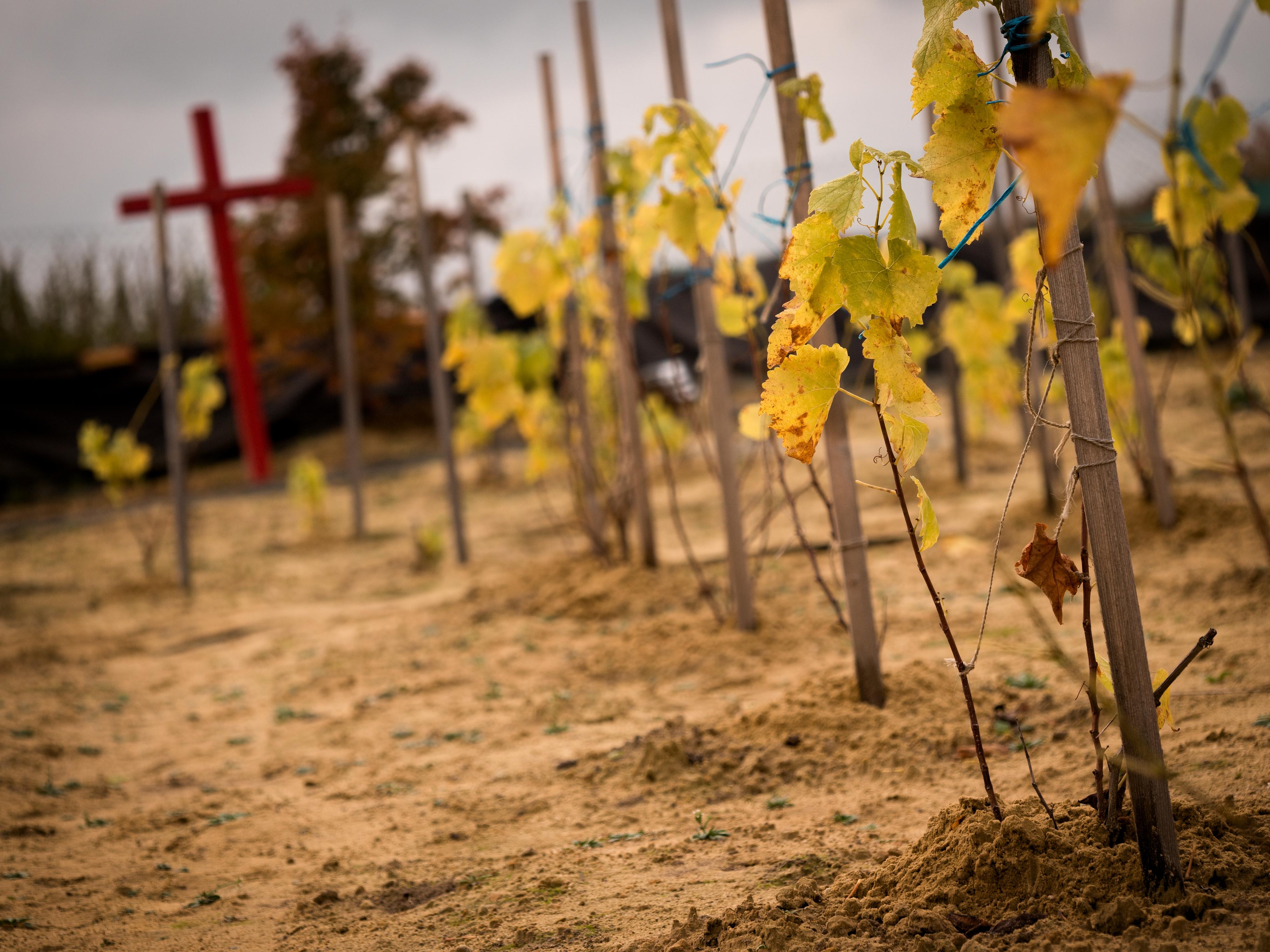 Vinohrad Smrkový Týnec foto 2