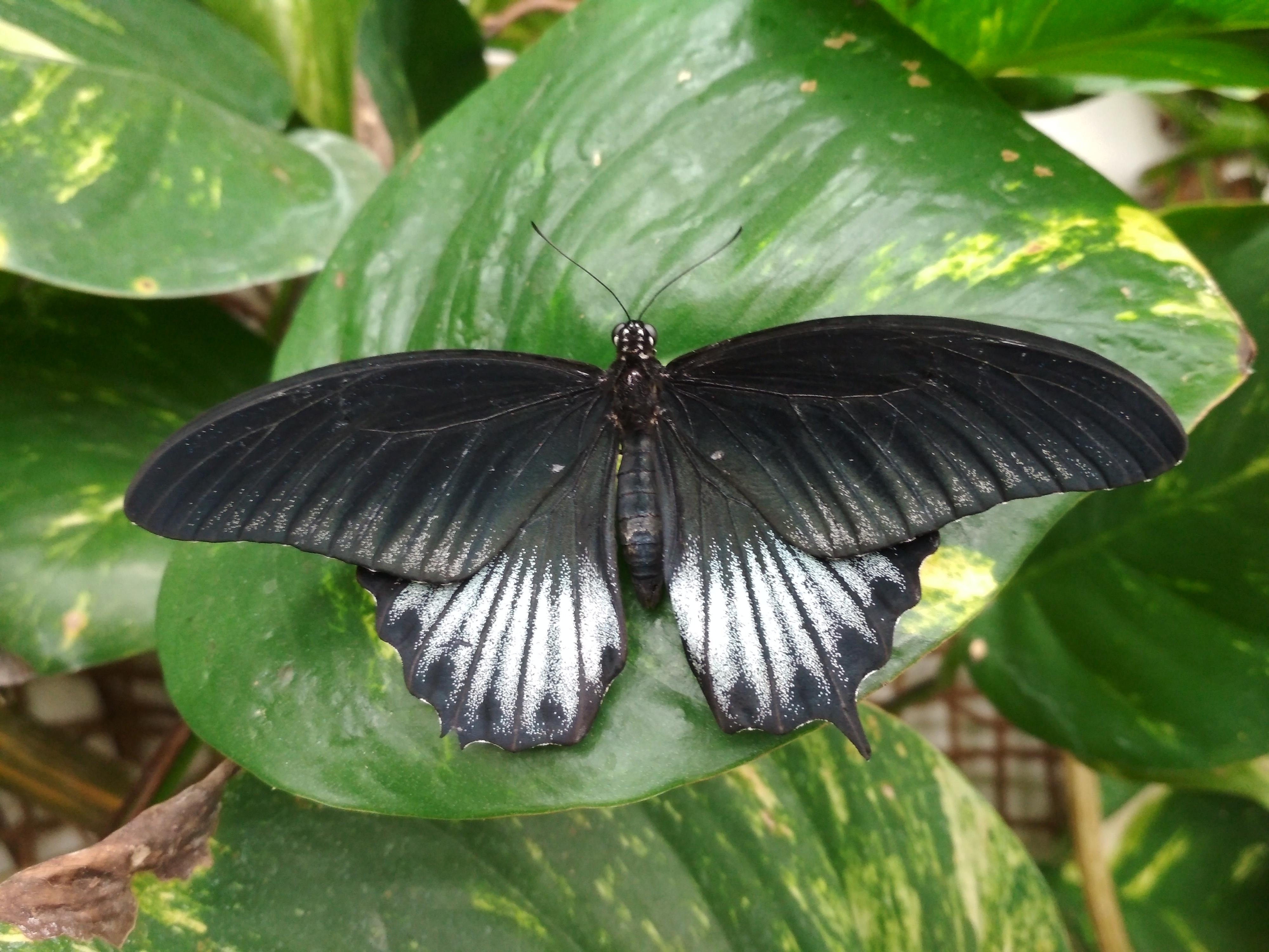 Papilonia – motýlí dům Karlovy Vary