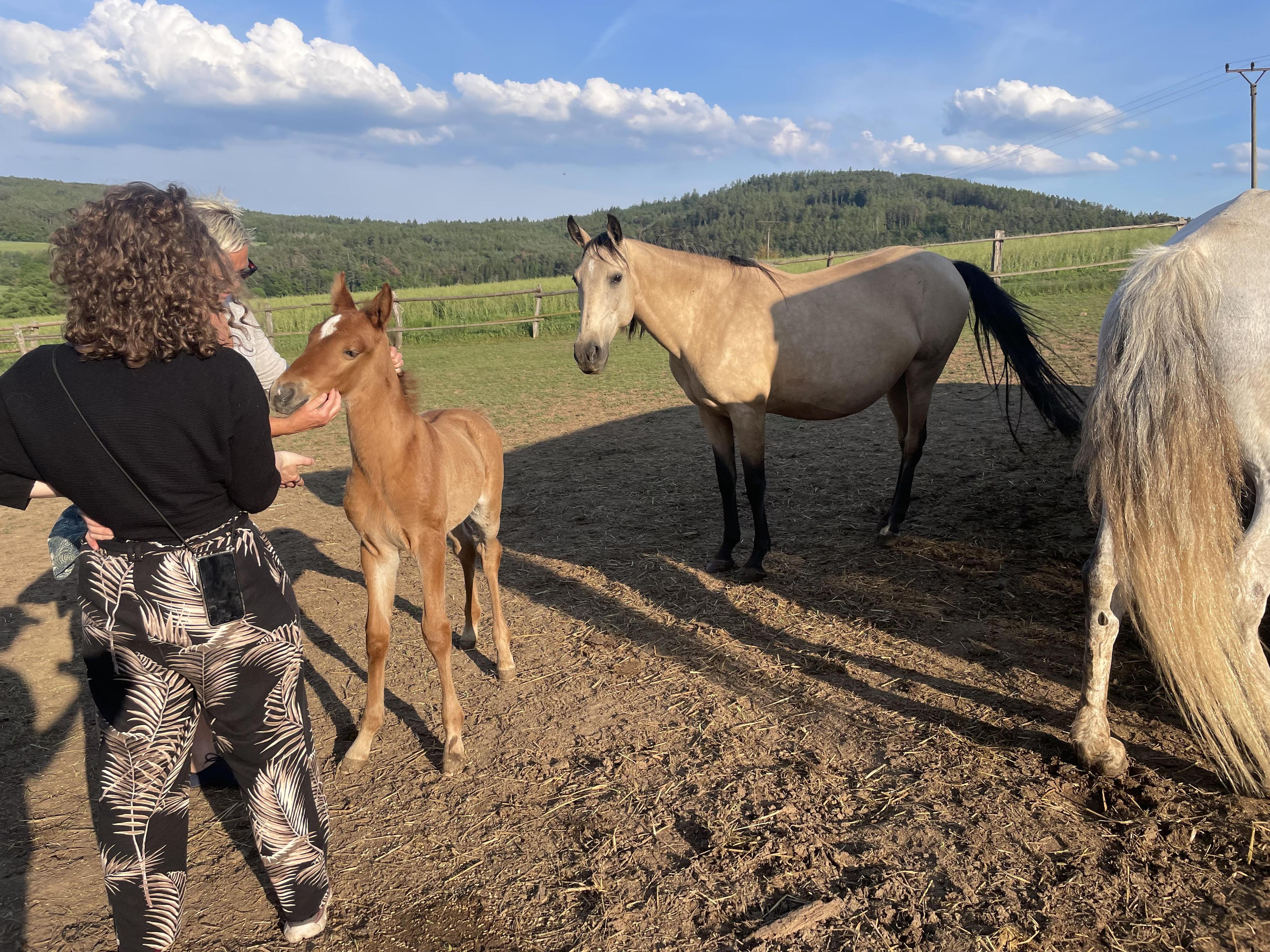 Farma U Dvou pštrosů