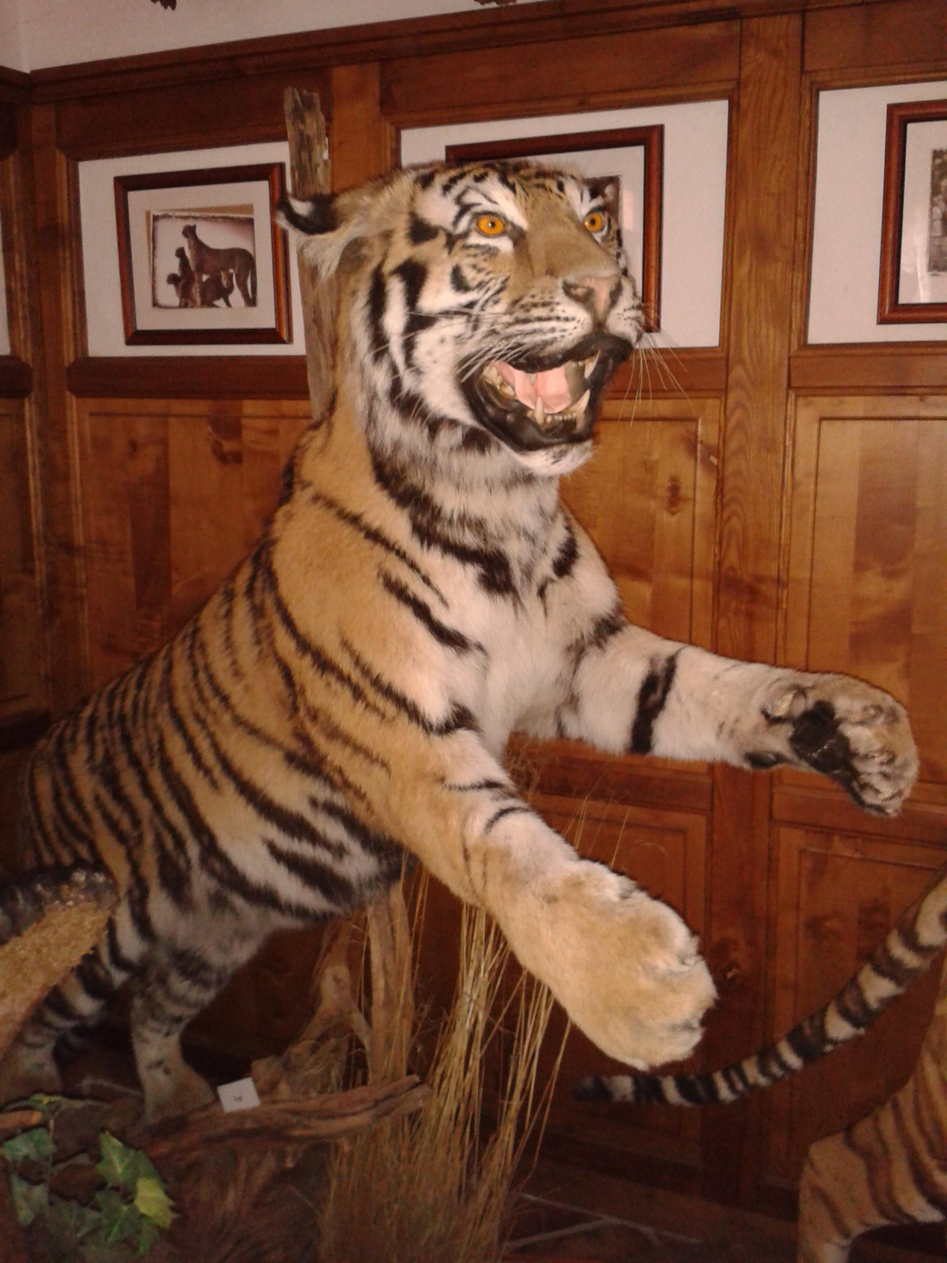 Africké muzeum Safari