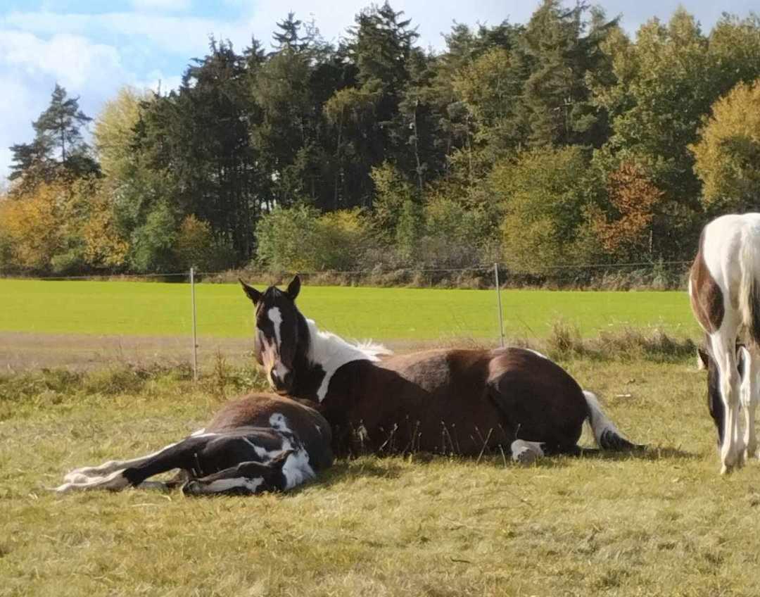 Ranč pod Jasany foto 6