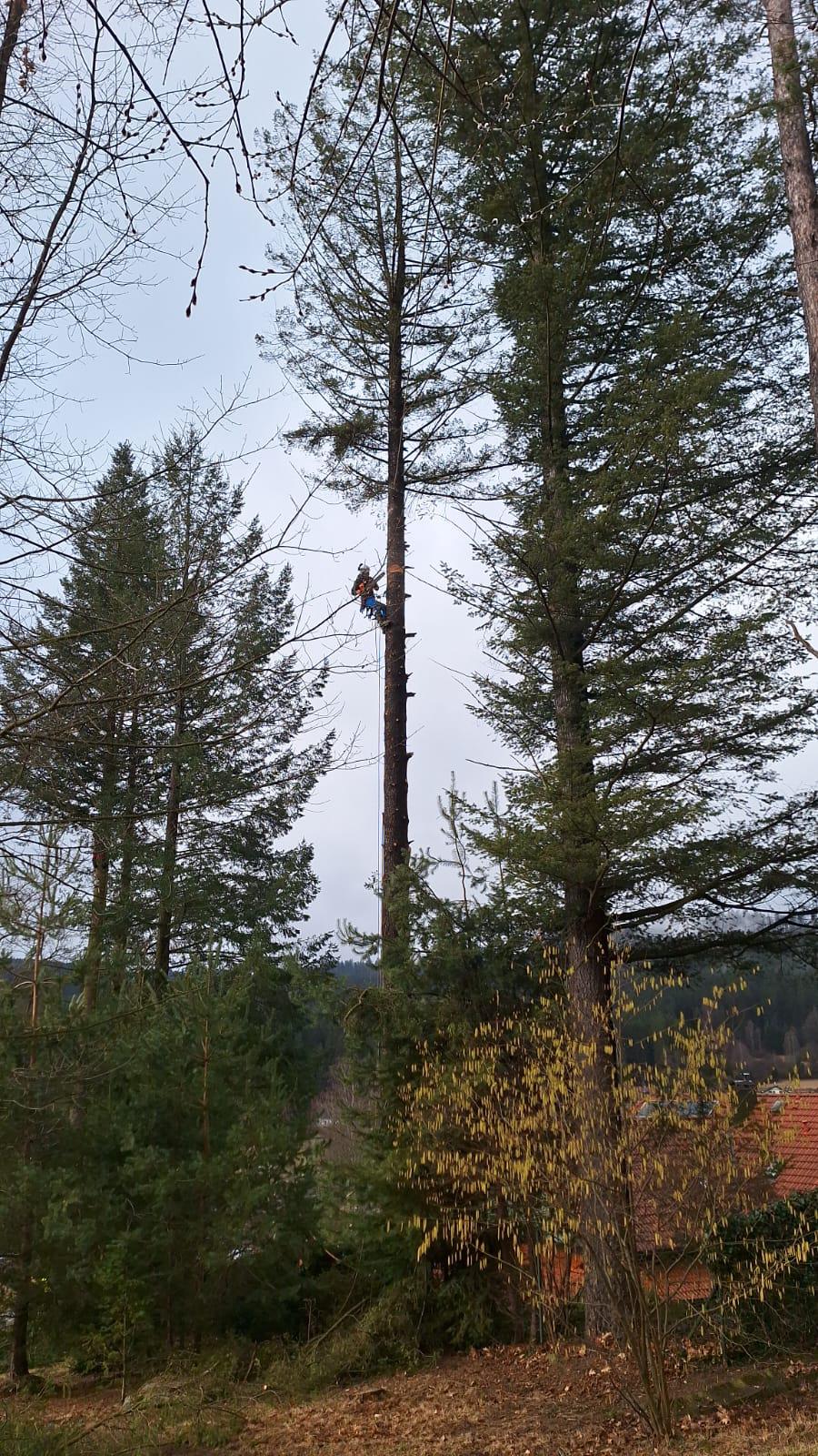 Rizikové kácení & výškové práce Dušek foto 6