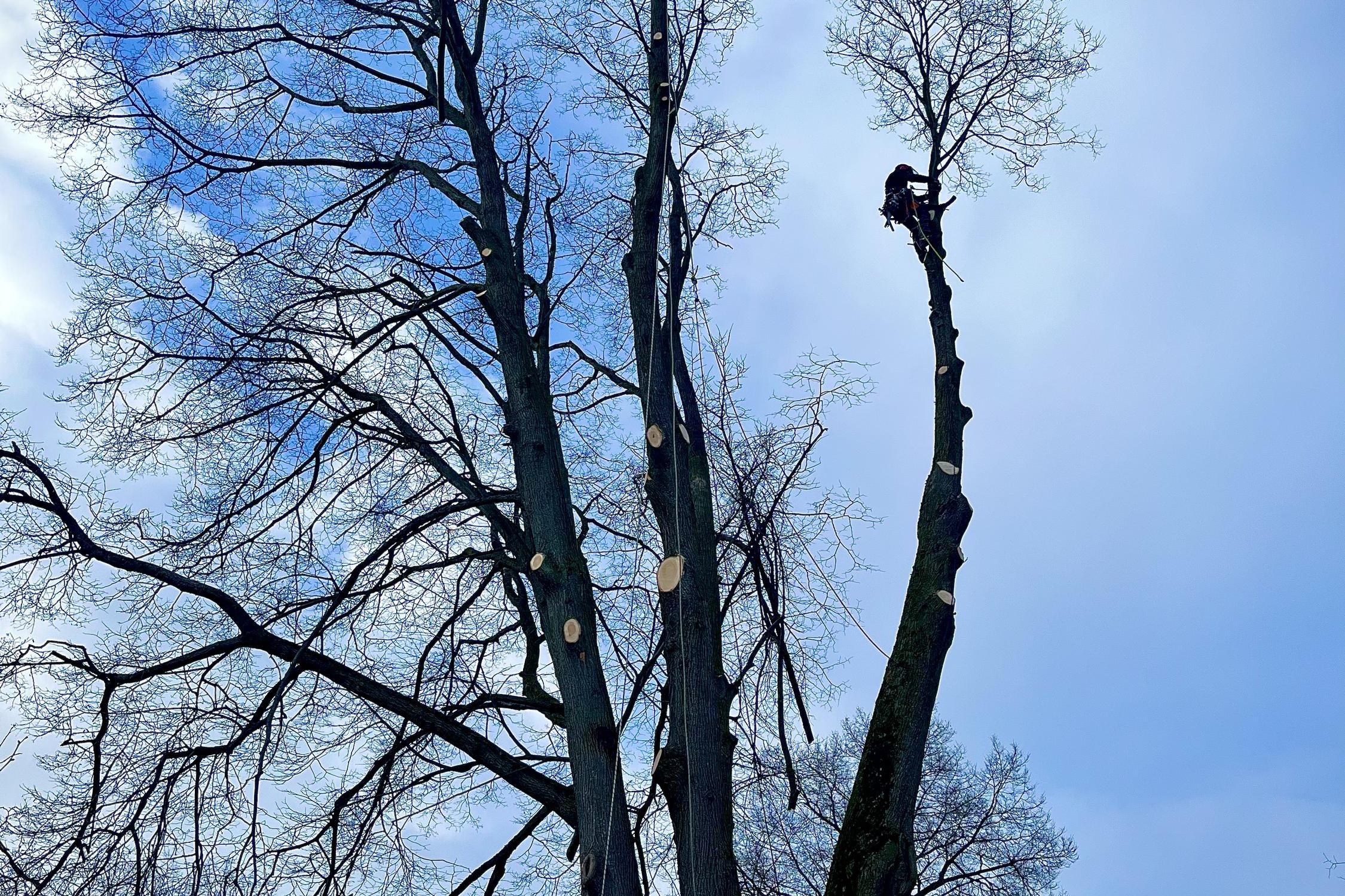 Rizikové kácení Martin Dušek foto 5