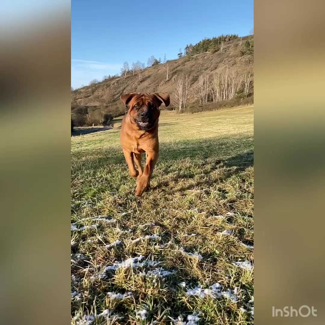 Kamino Inu, chovatelská stanice Tosa Inu foto 2 (náhled videa)
