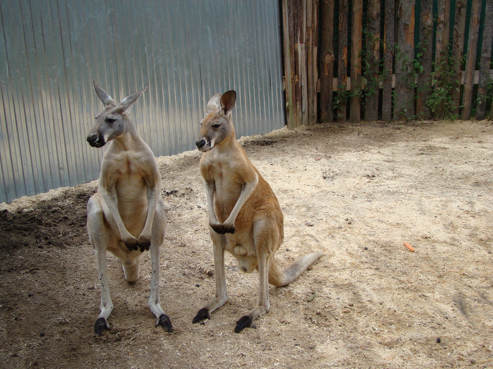 ZOOPARK Doksy foto 5