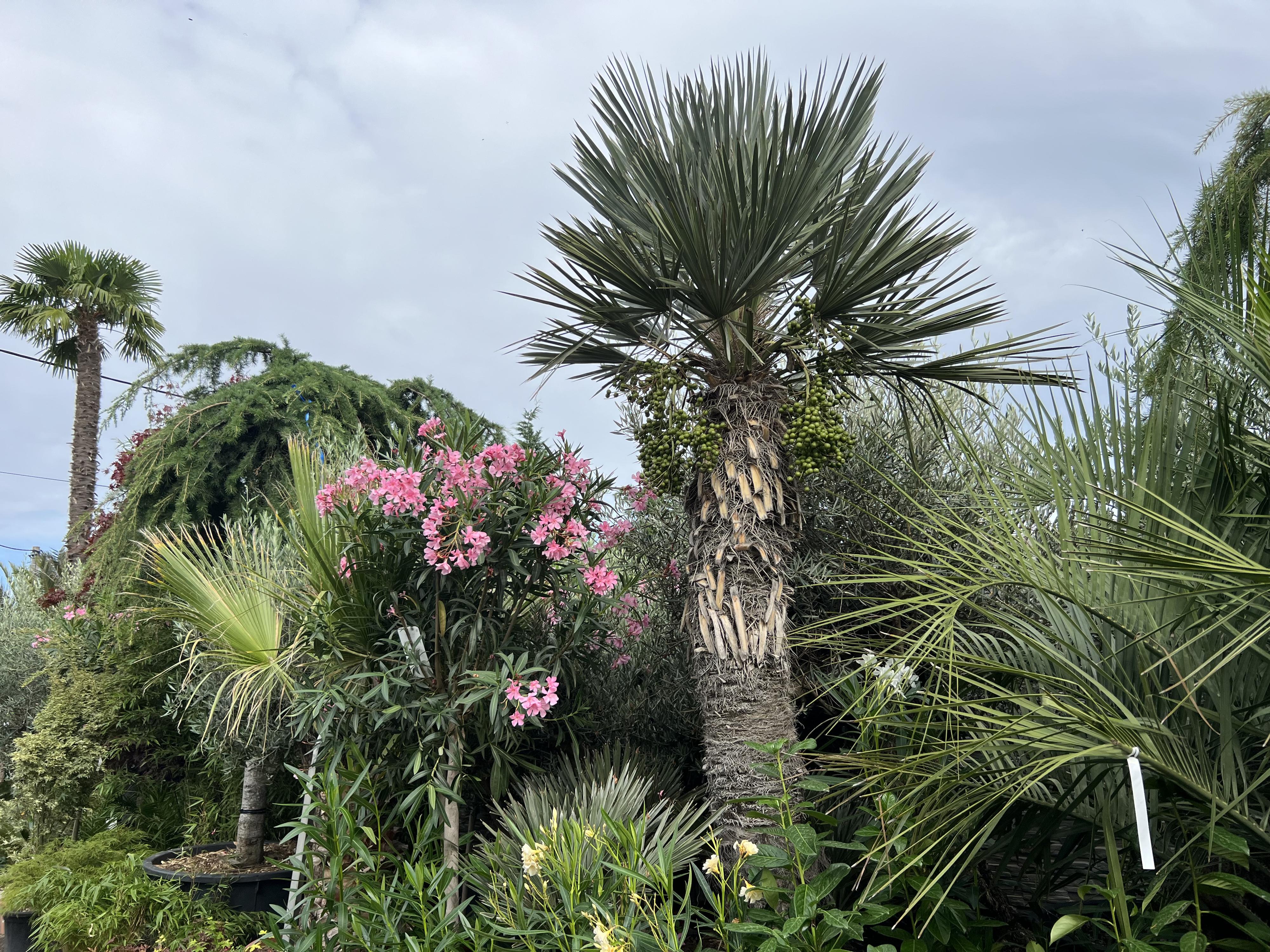 exoticka-zahrada.cz foto 6