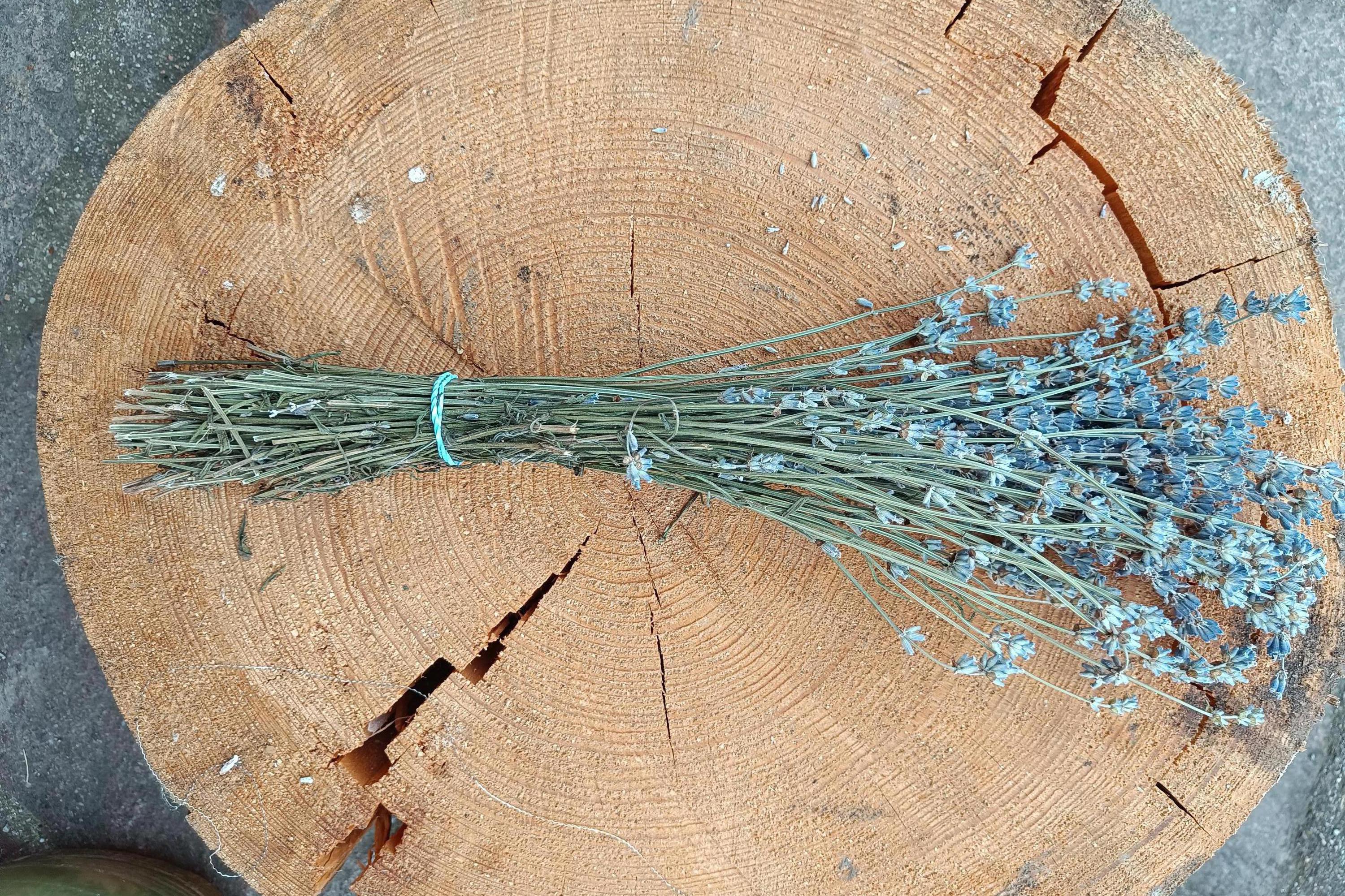 Feniková - Prodej levandule