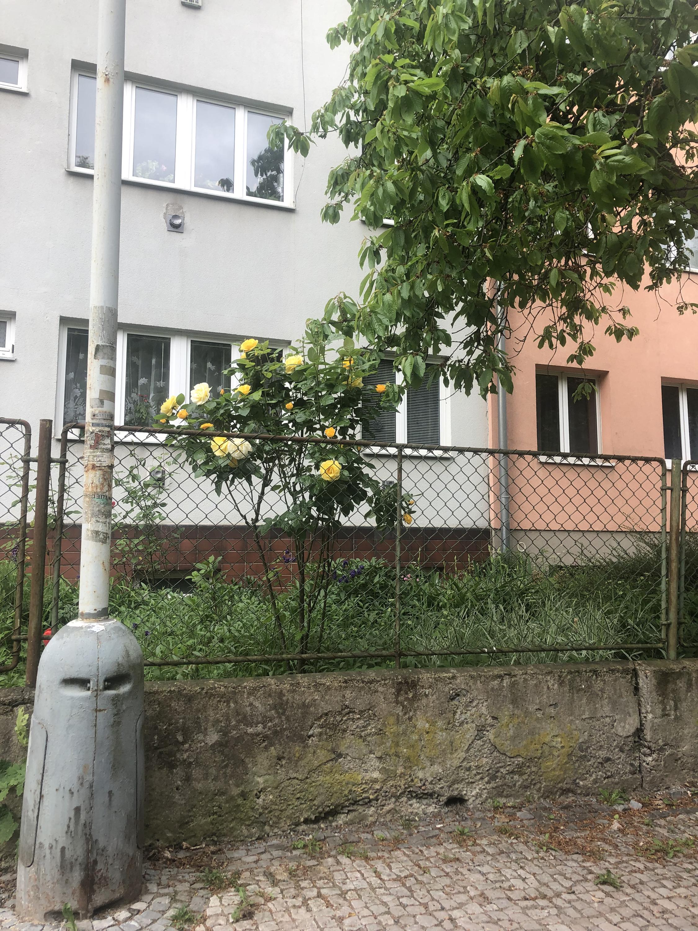 CK Hanka foto 2