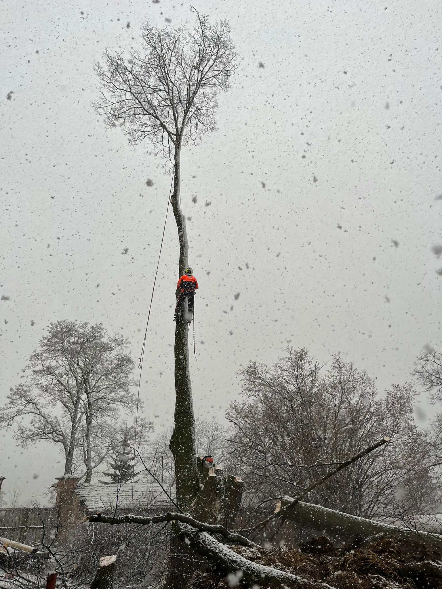 Rizikové kácení a výškové práce - Ing. Daniel Procházka foto 4