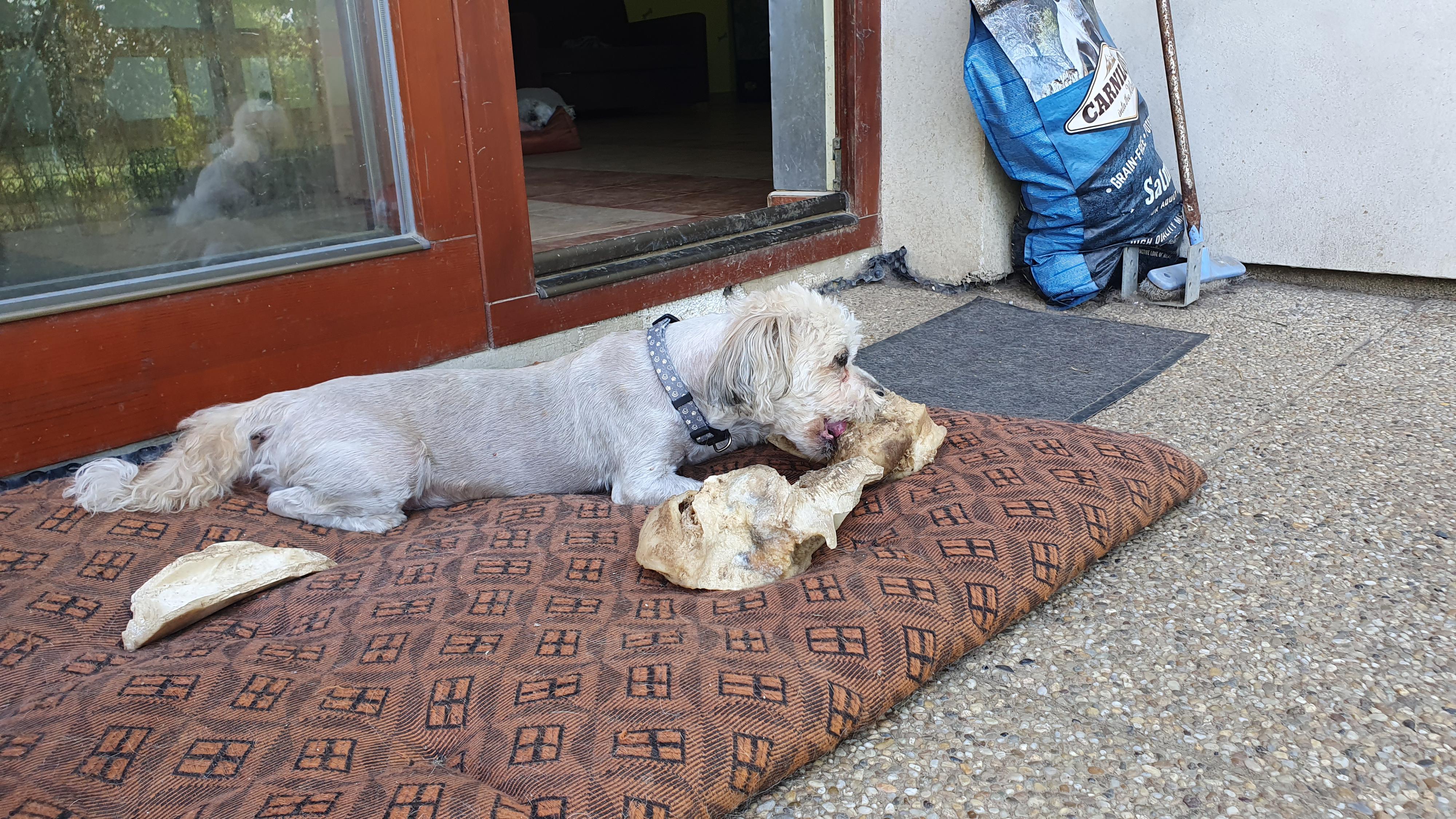 Psí školka a hotel MiMi foto 2