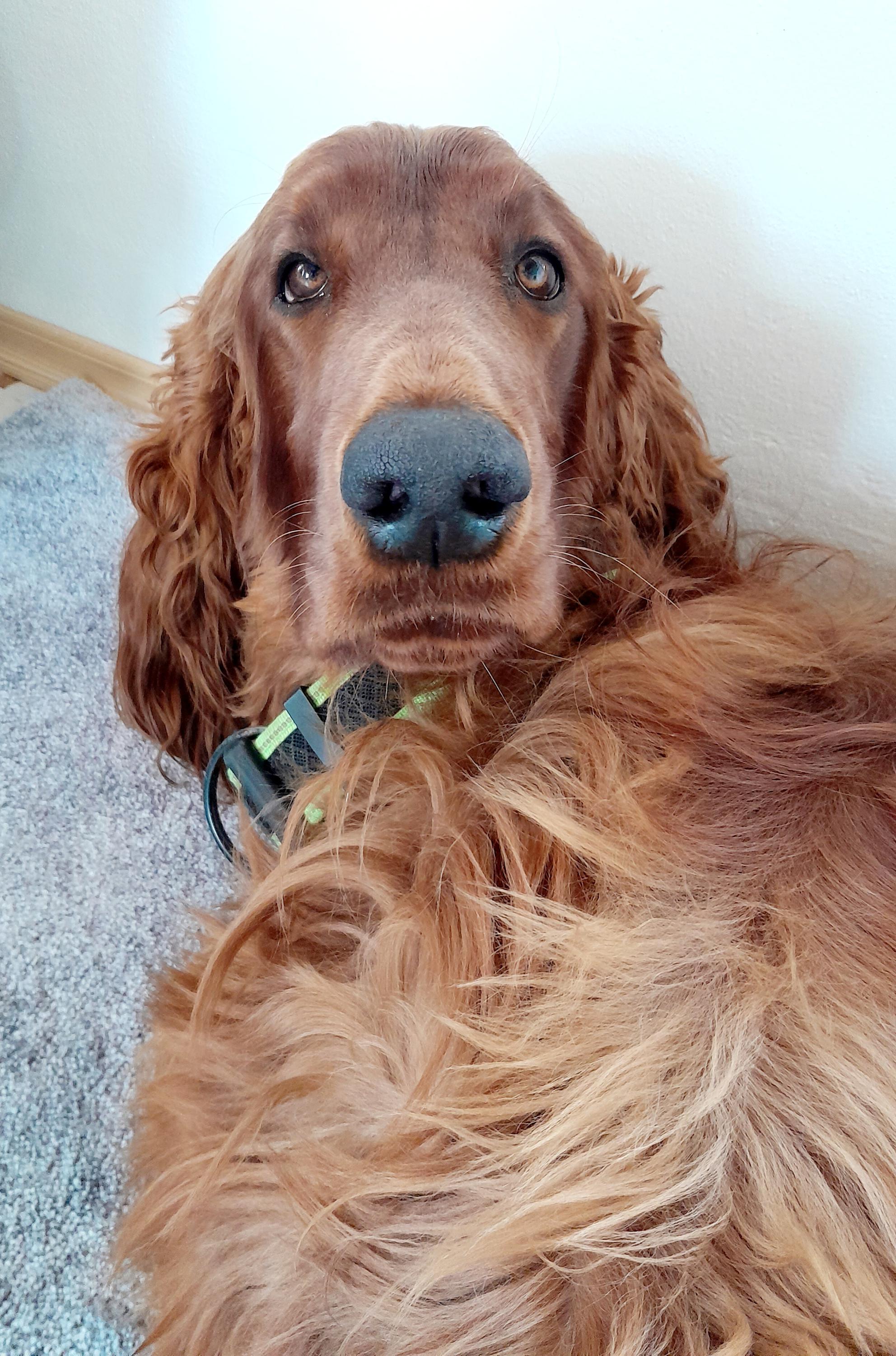 Psí salón Michaela Vele foto 1