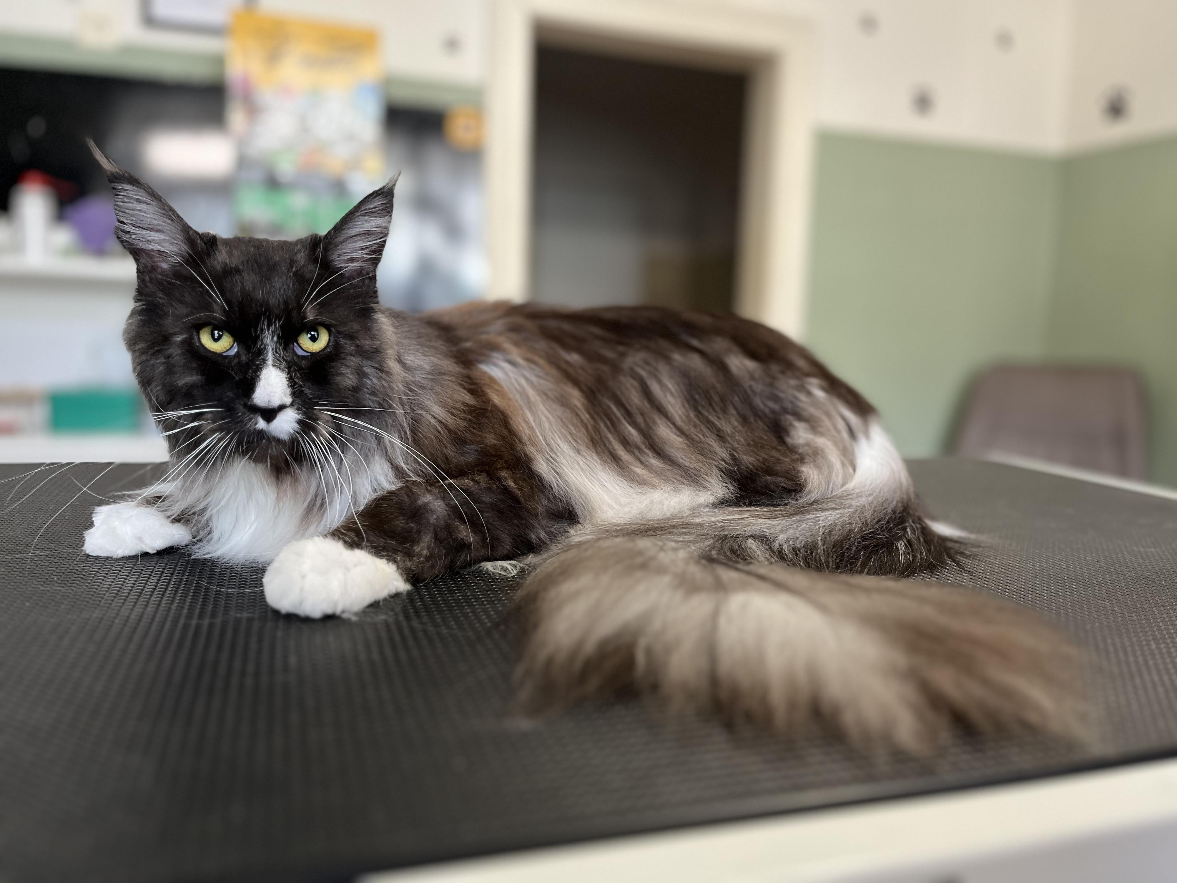 Psí salon Zoyka foto 4