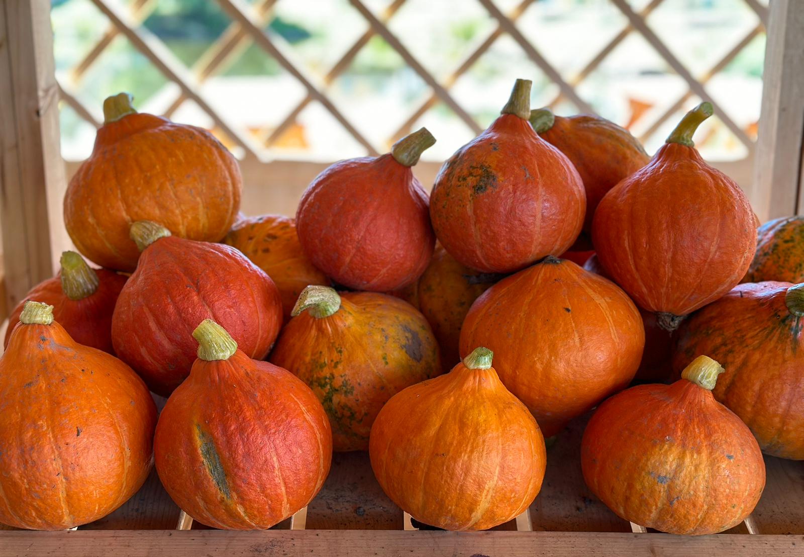 Farma Dryák - Osluchov foto 6