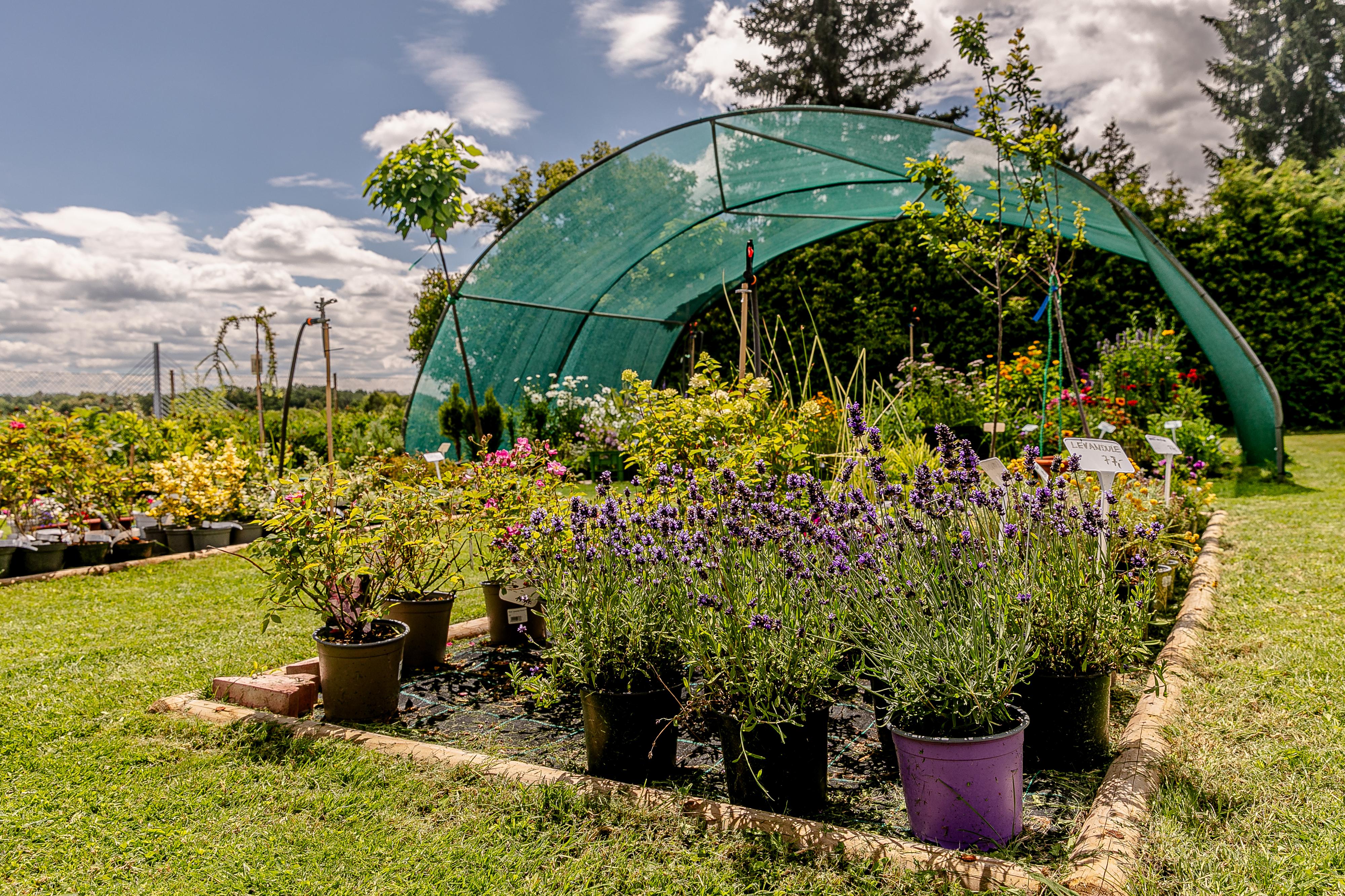 Zahradnictví Tábor – J.Reiter foto 4