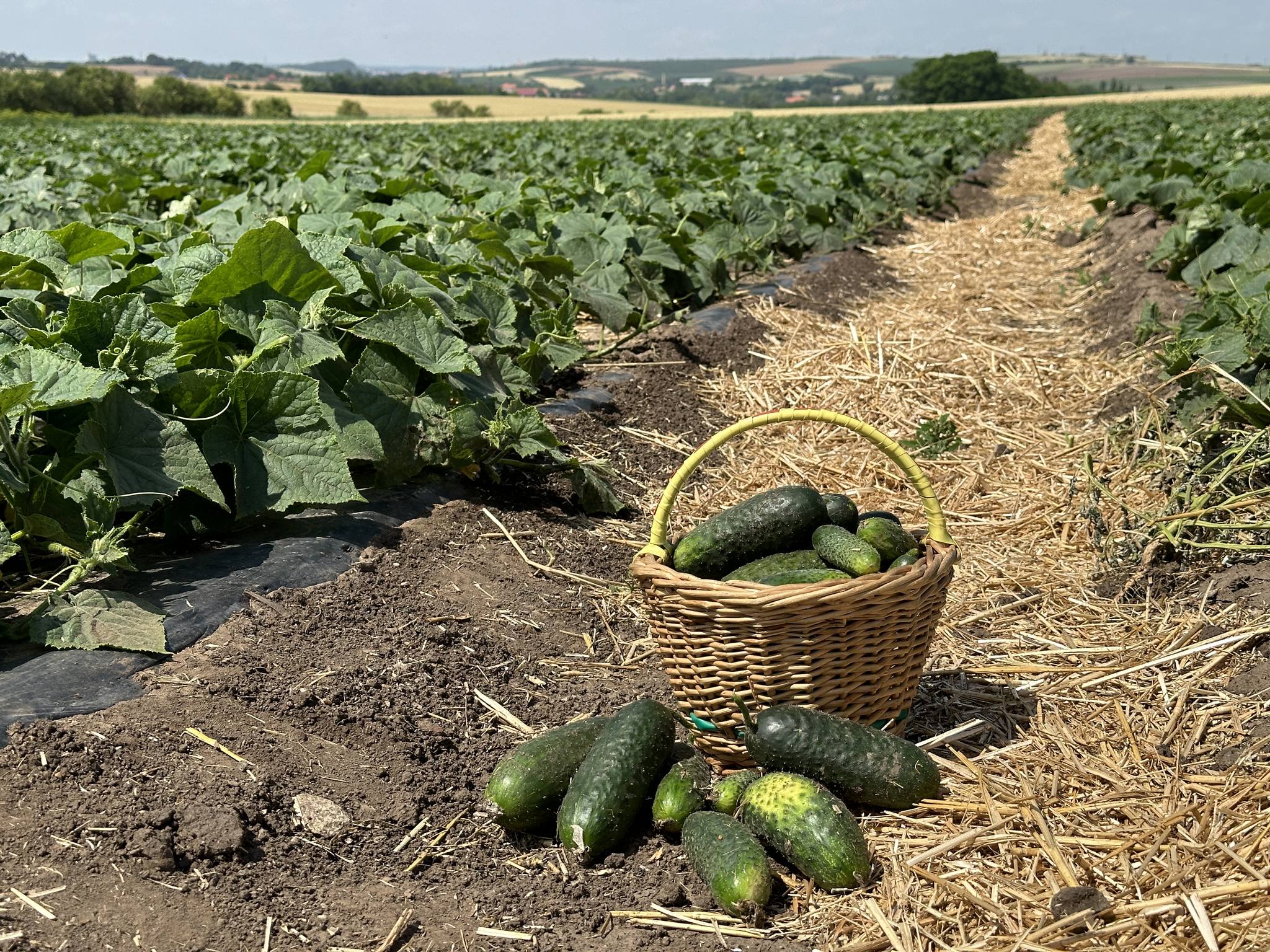 Farma Dryák - Osluchov foto 5