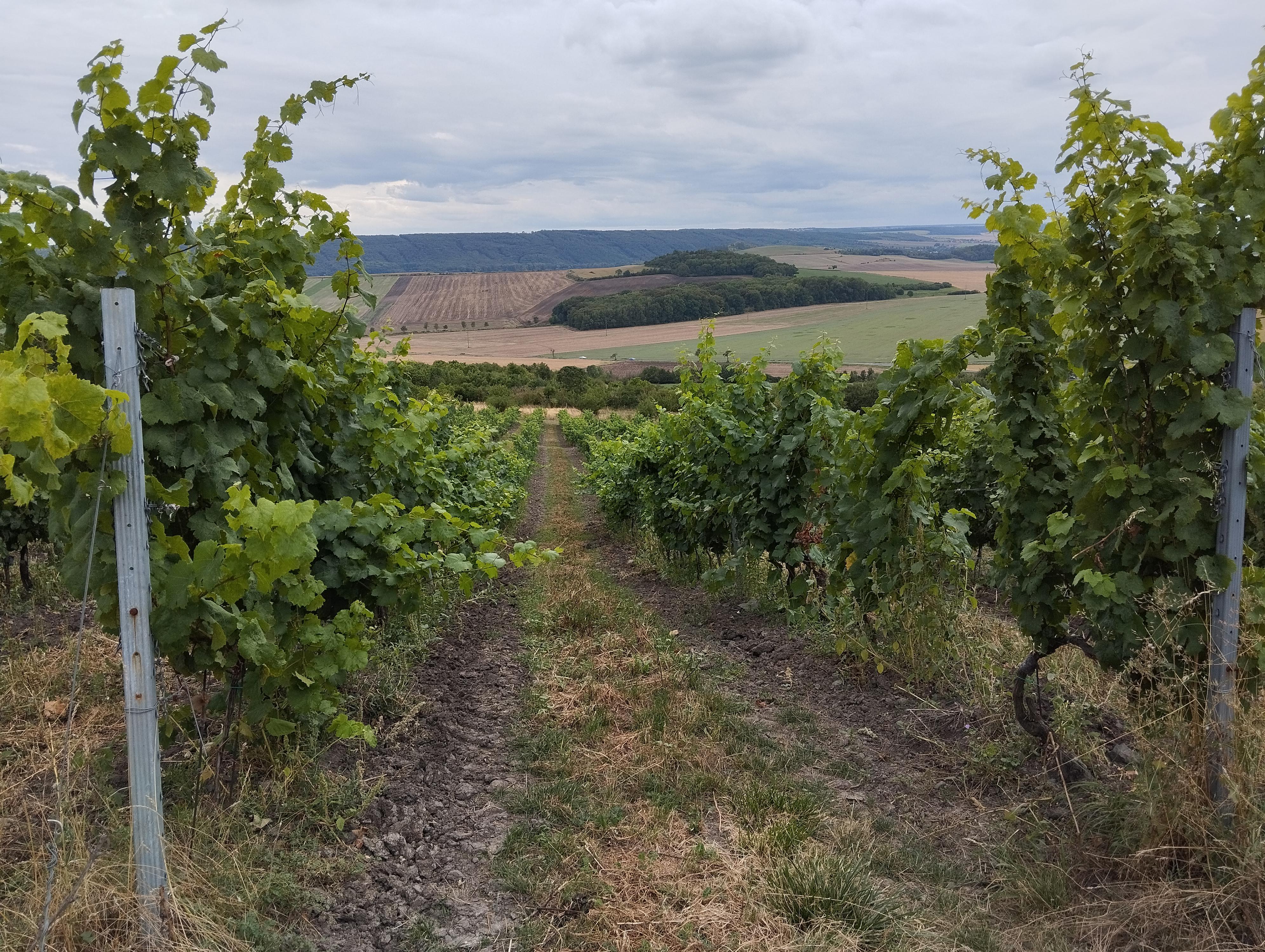 Stánek s občerstvením - Zámecké vinařství JOHANN W foto 6