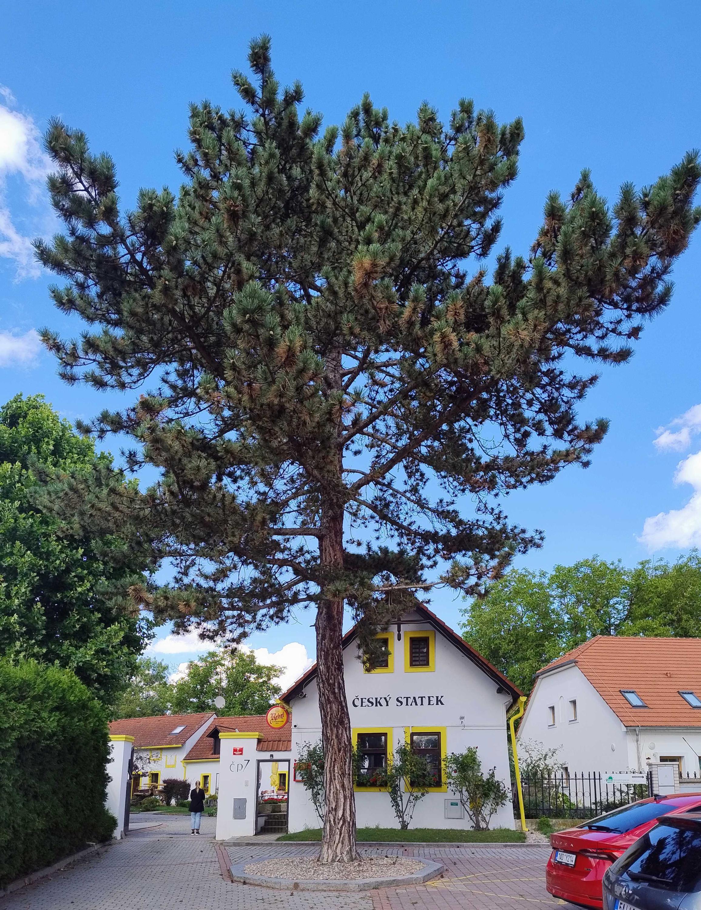 Restaurace Český statek foto 6