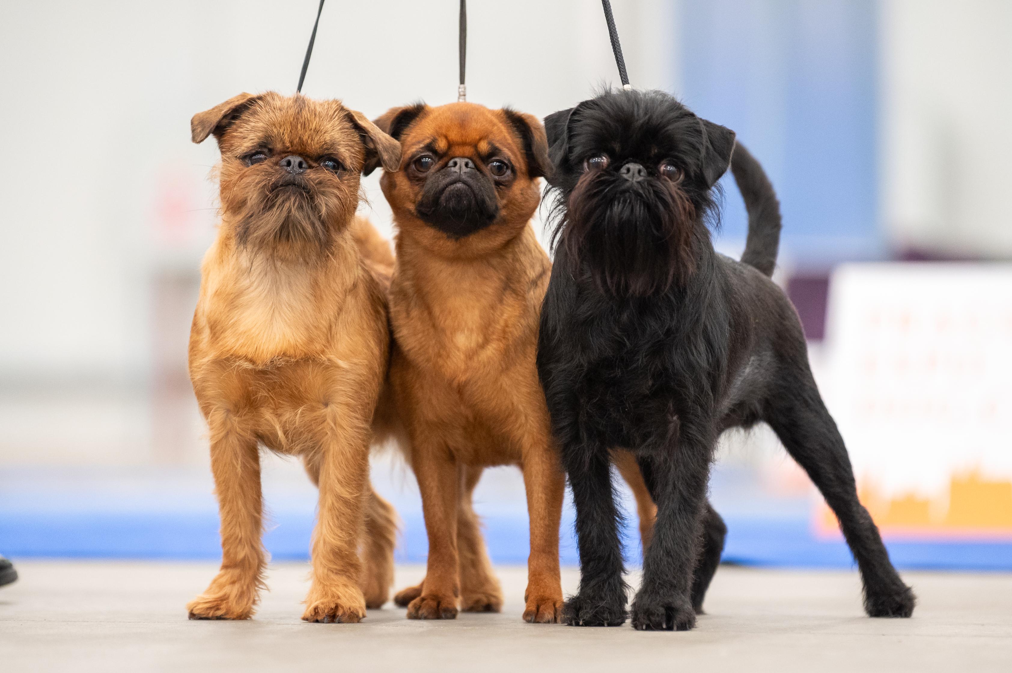 DOG Salon Mont Arwen - psí salon a psí hotel