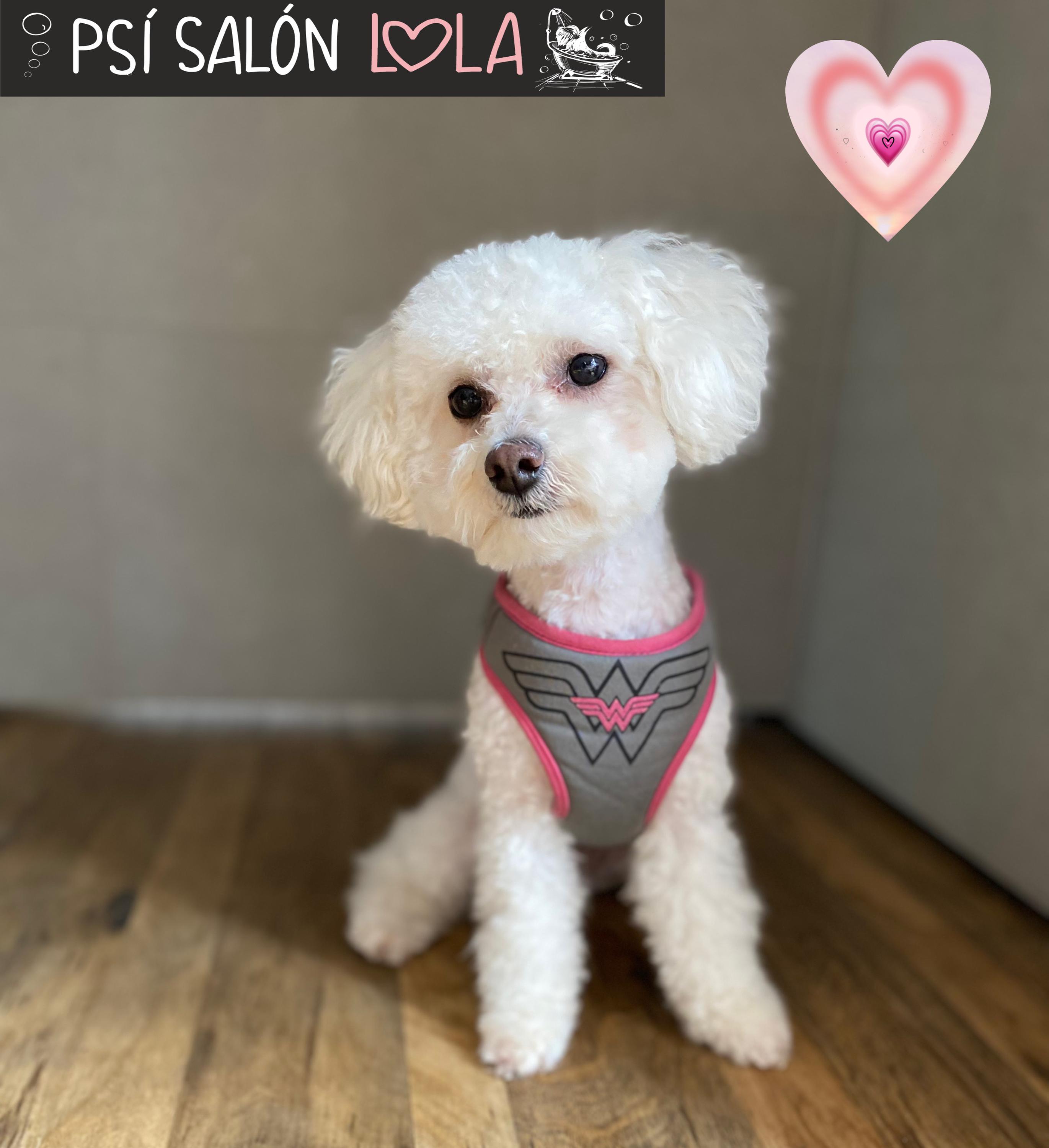 Psí salon Lola foto 4