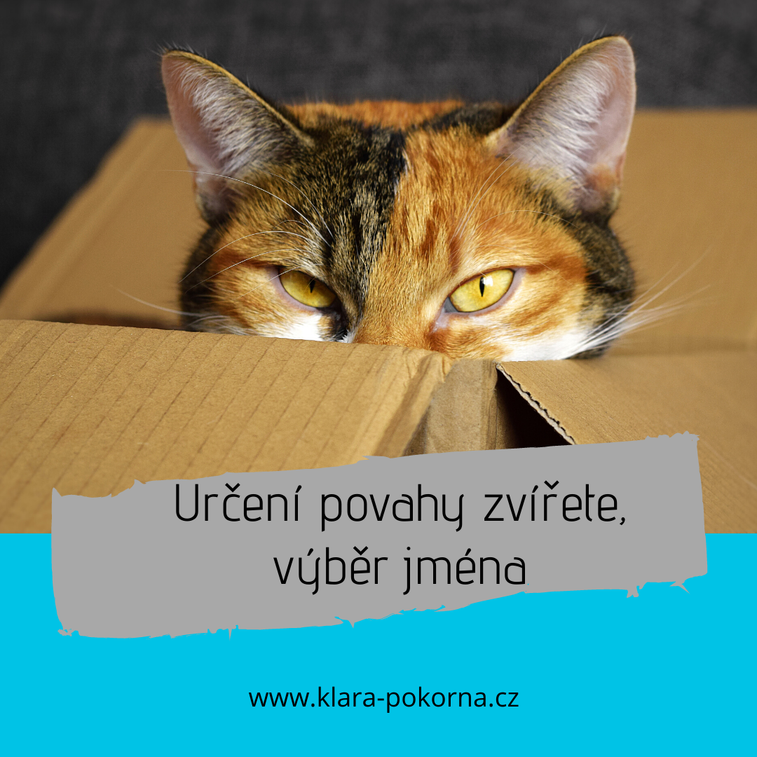 Astrologie a numerologie - Mgr. Klára Pokorná foto 4