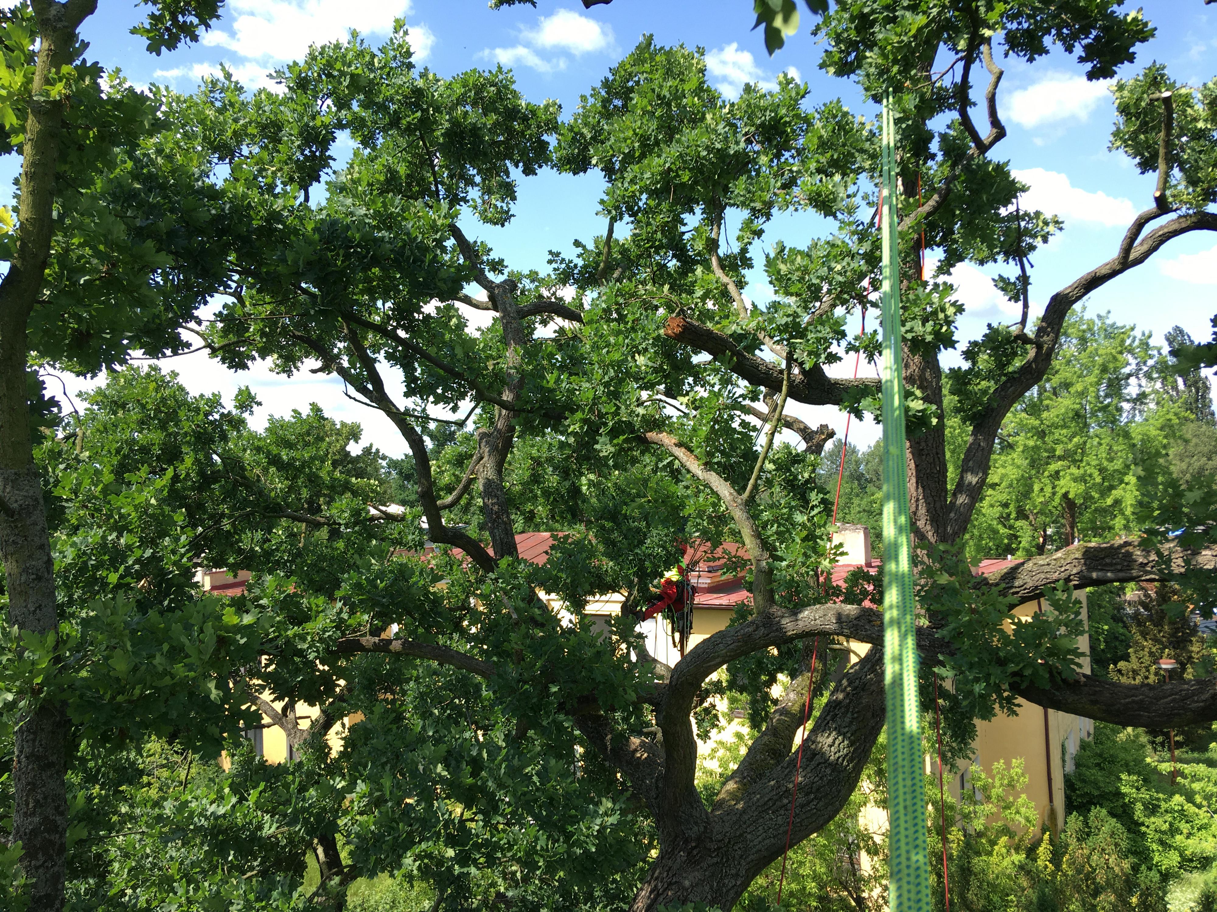 ARBOVERT s.r.o. foto 6