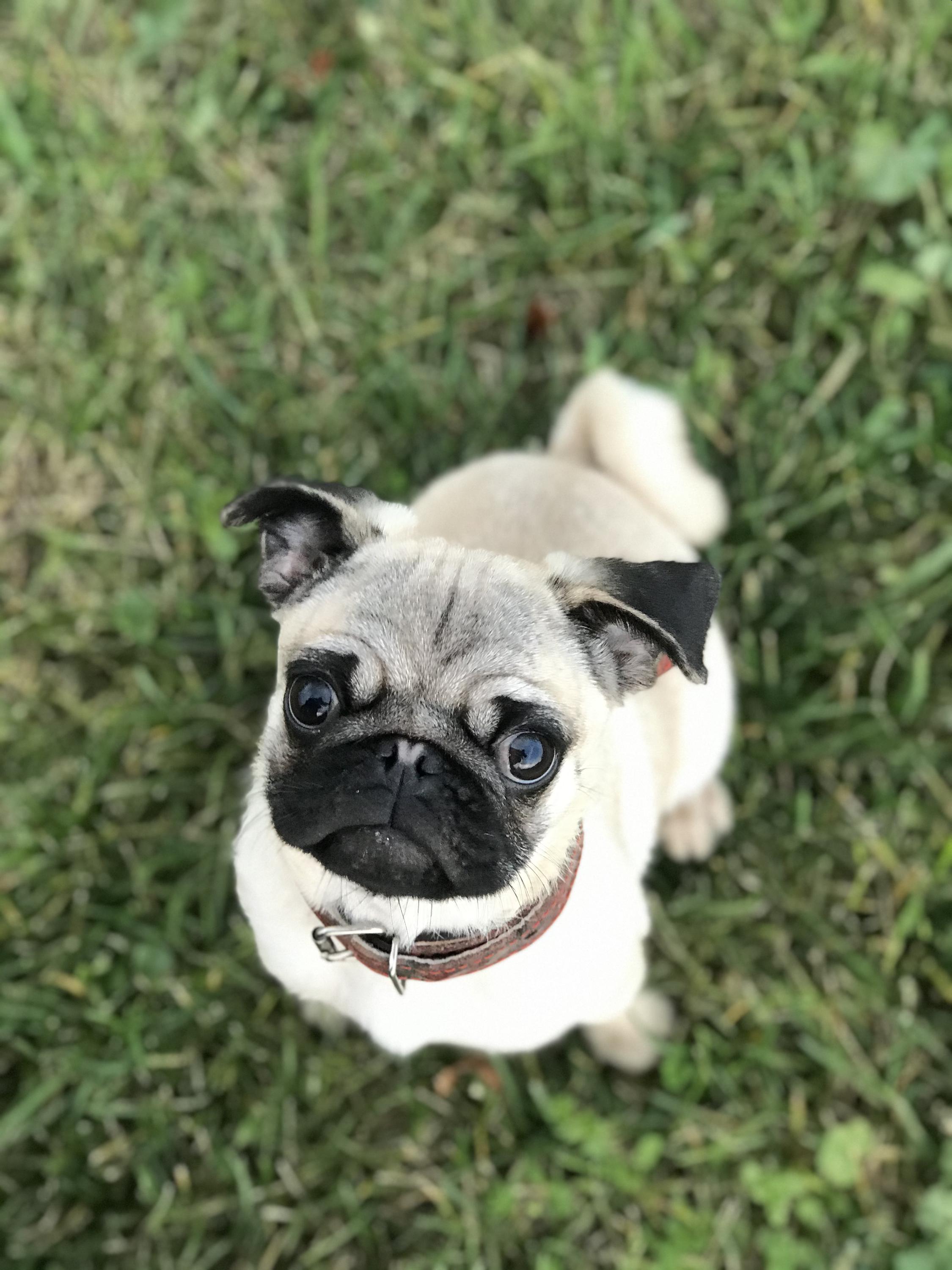 Psí škola WeDogs foto 2