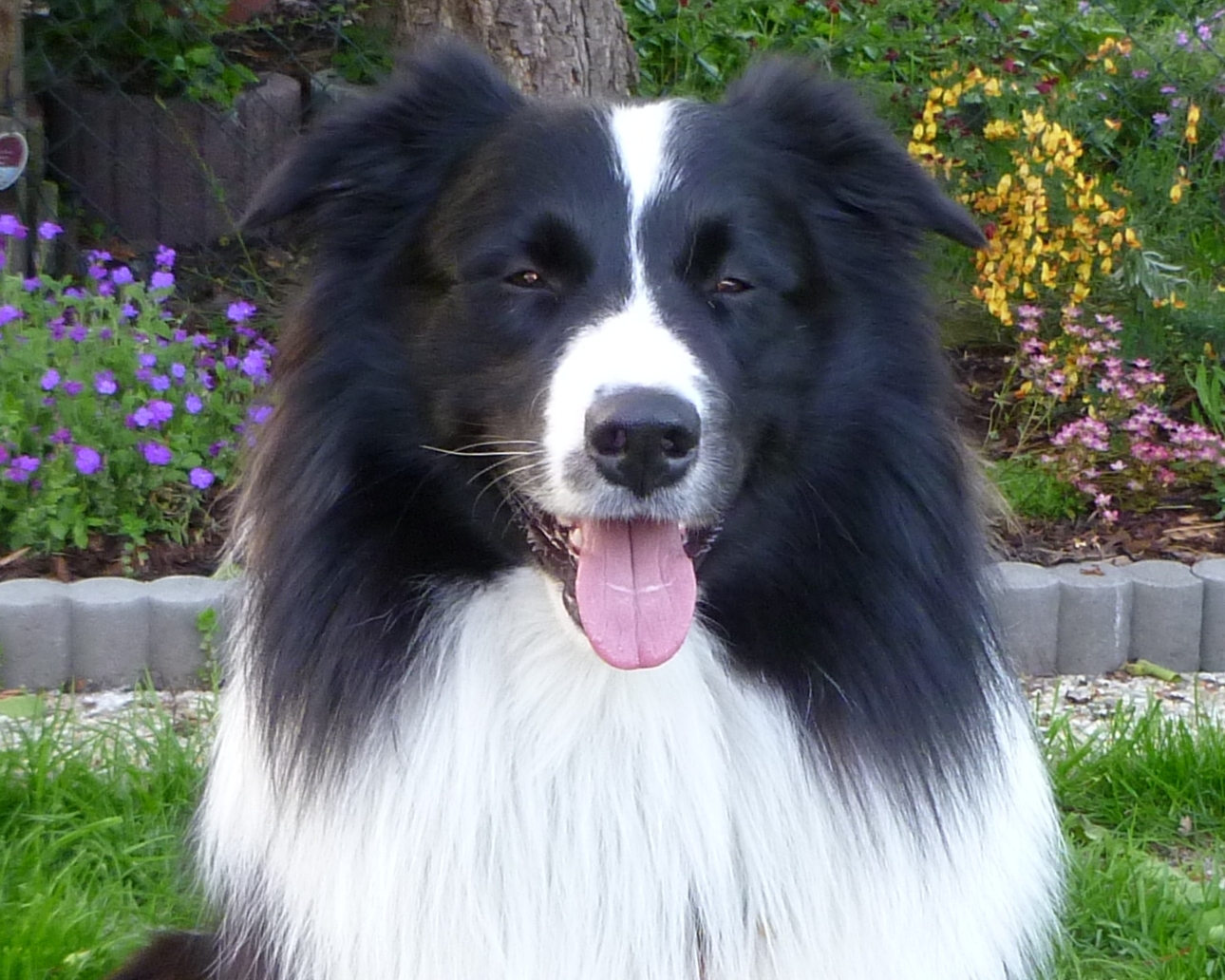 Penzion pro psy Lucky - ubytování pro psy, psí hotel foto 2