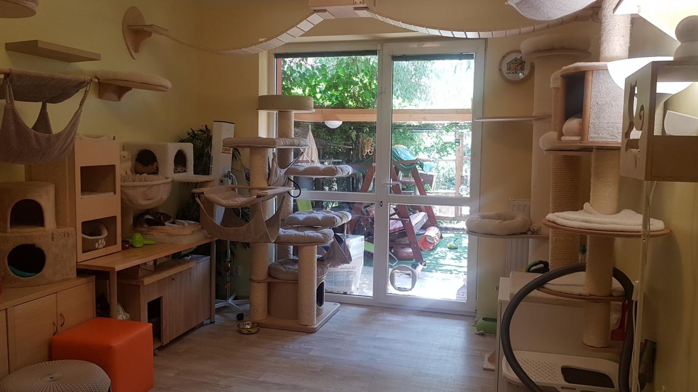 Útulek LuckyCats foto 2