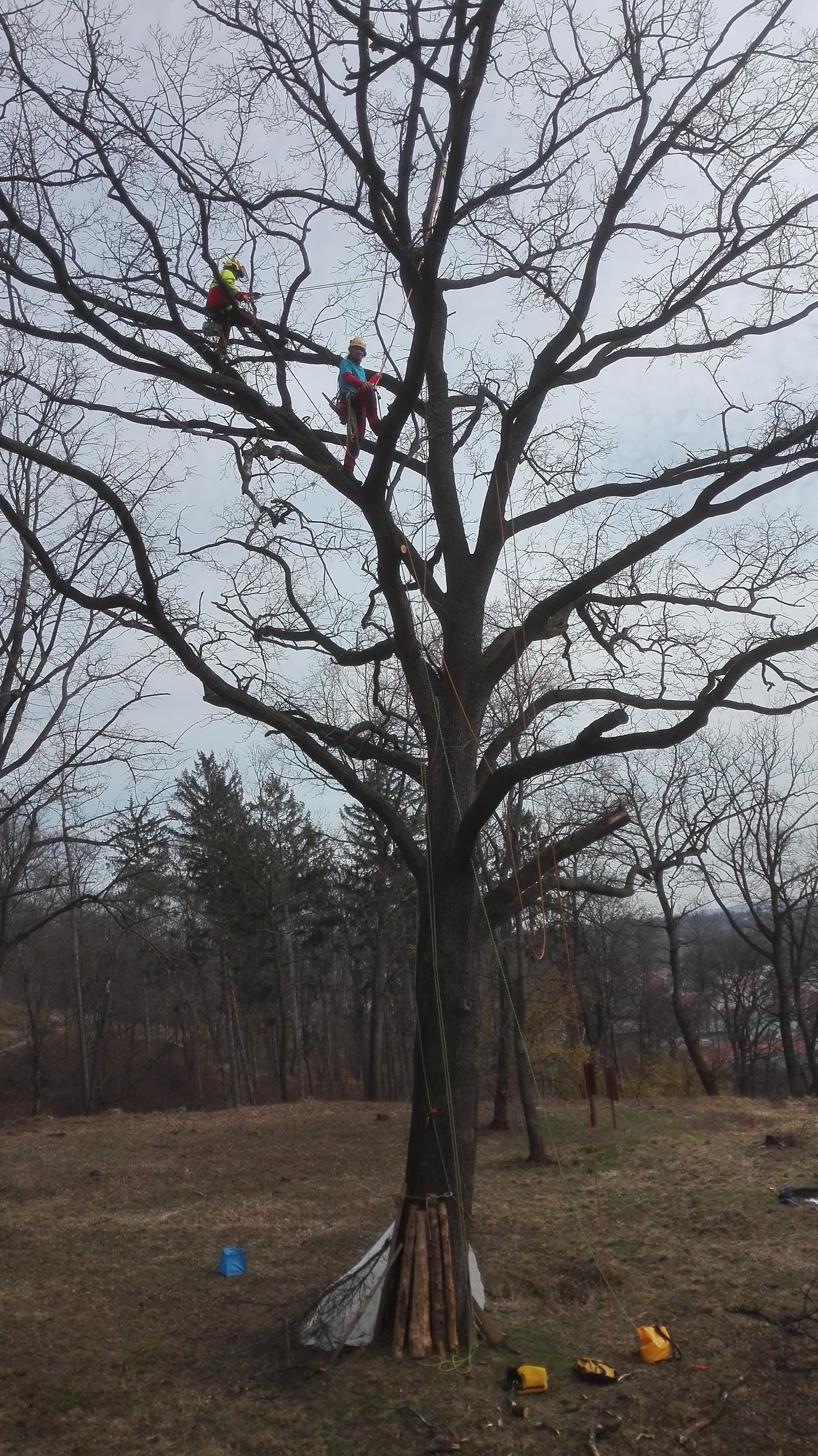 Bc. Ondřej Drábek - ARBORISTA foto 4