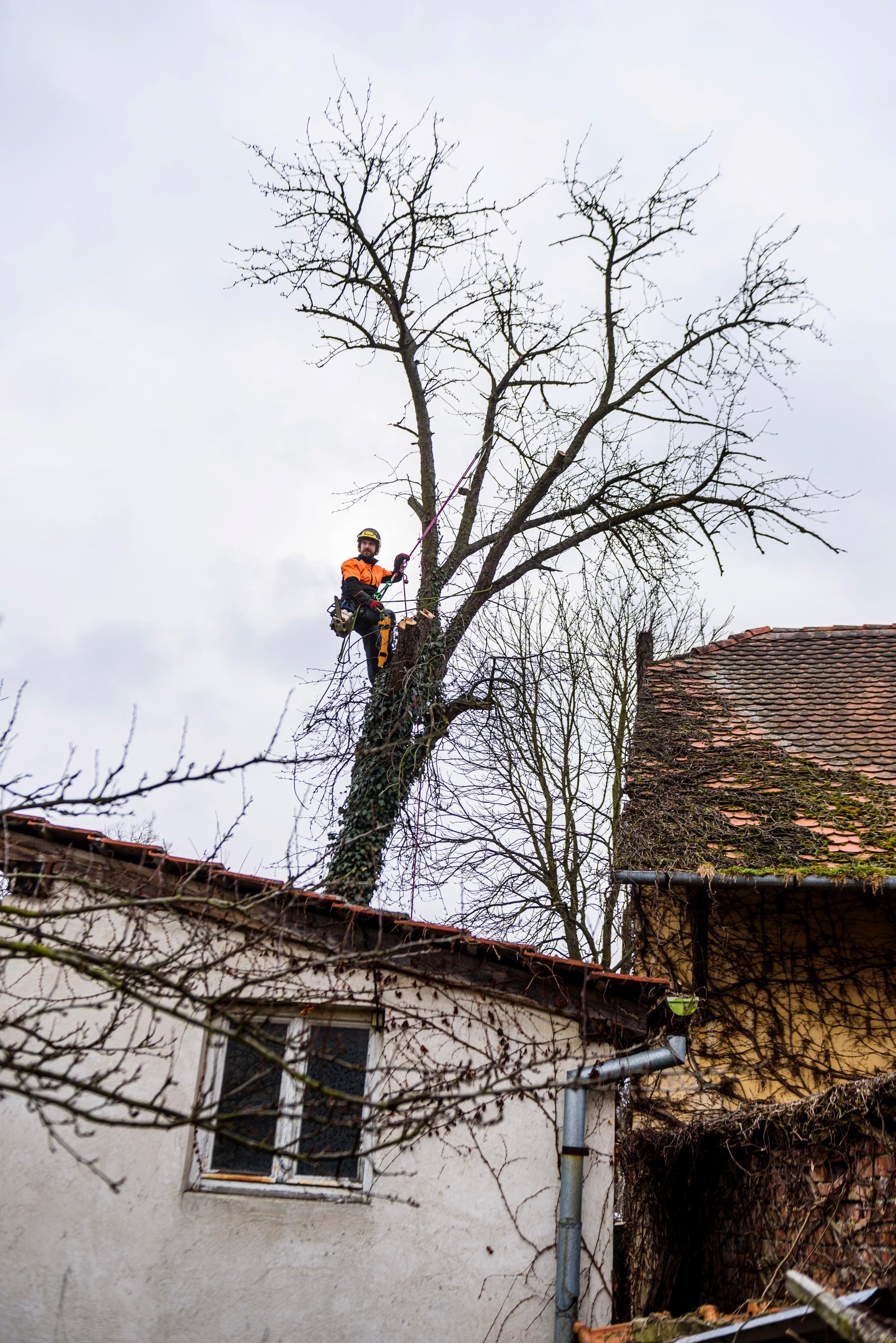 Bc. Ondřej Drábek - ARBORISTA foto 3