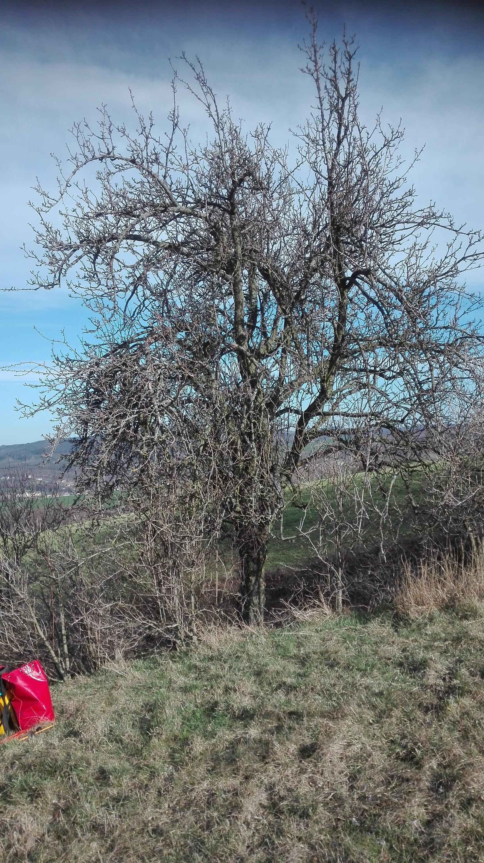 Bc. Ondřej Drábek - ARBORISTA foto 5
