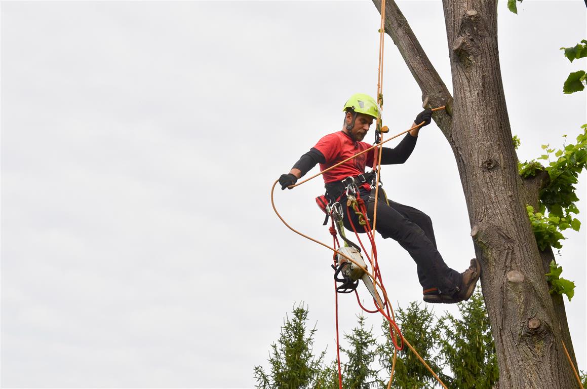 STROMOLEZCI Frýdek-Místek foto 2