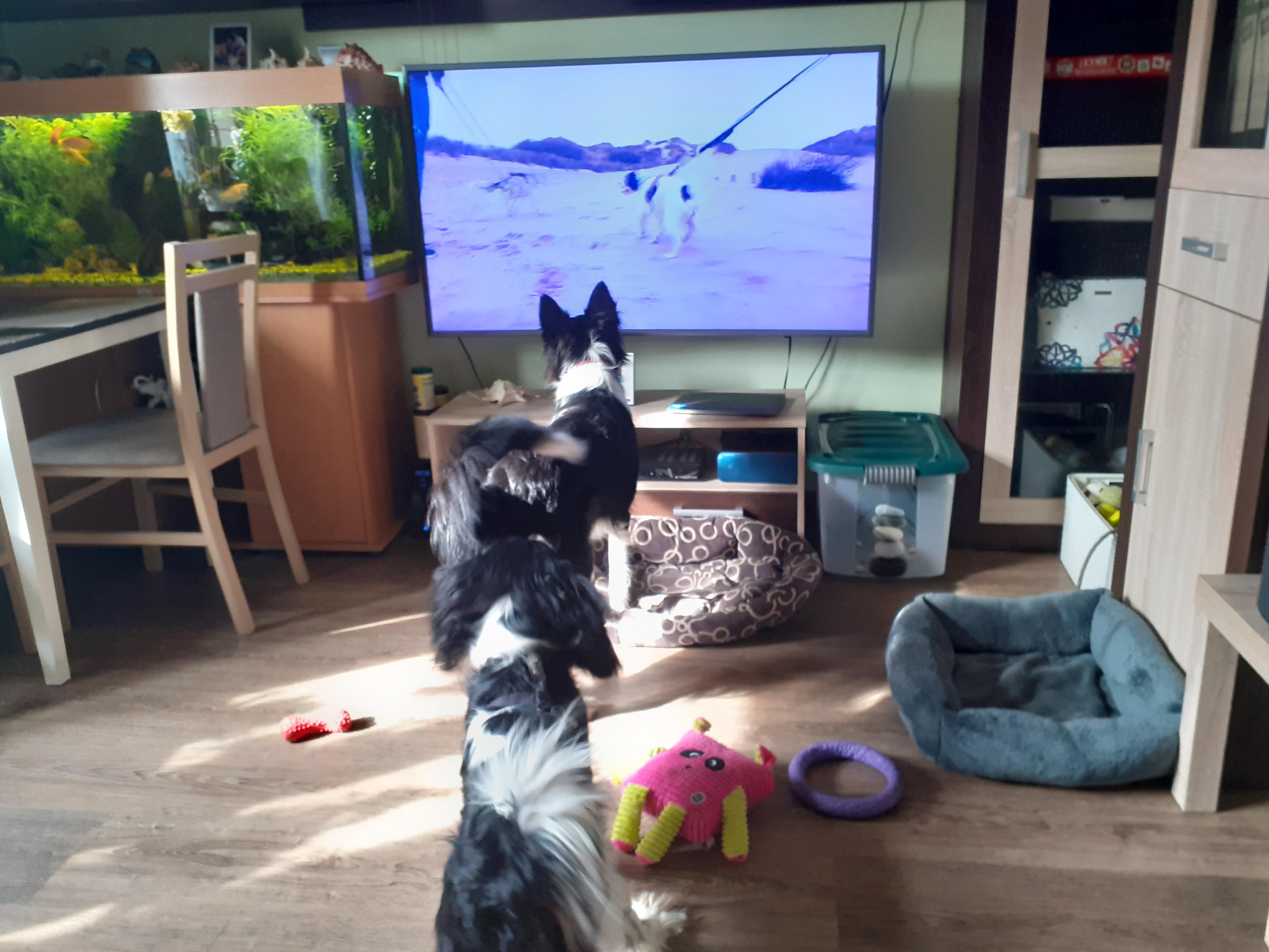 Penzion pro psy Lucky - ubytování pro psy, psí hotel foto 3