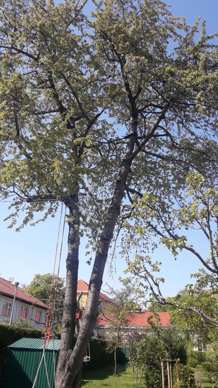 DREAMTREE - Tomáš Voves foto 4