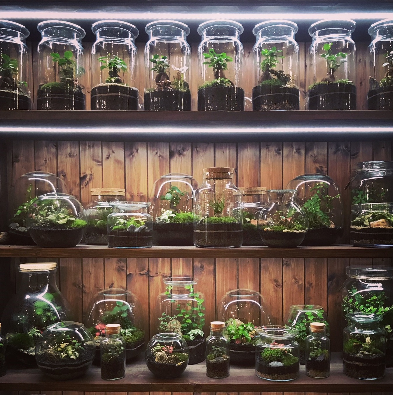 Milujeme mech foto 3