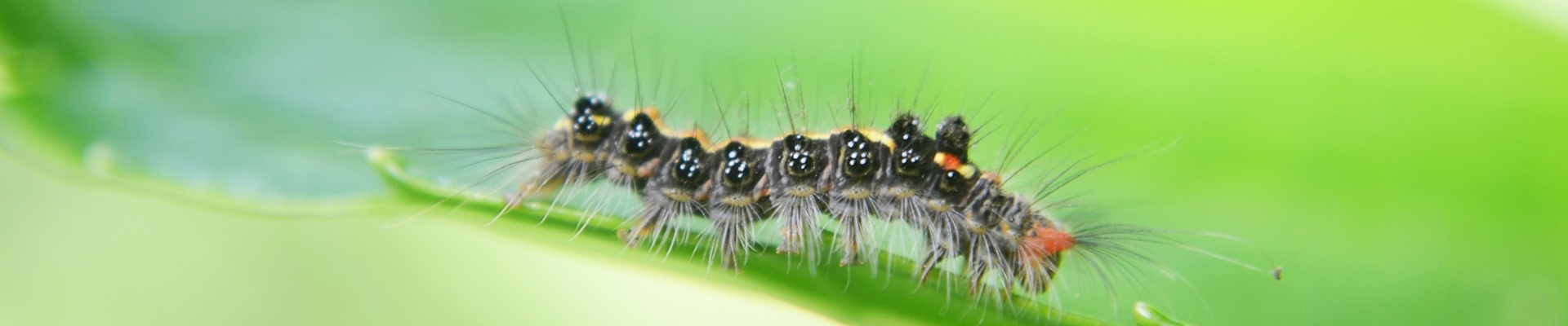 Cover image Potápníček.cz