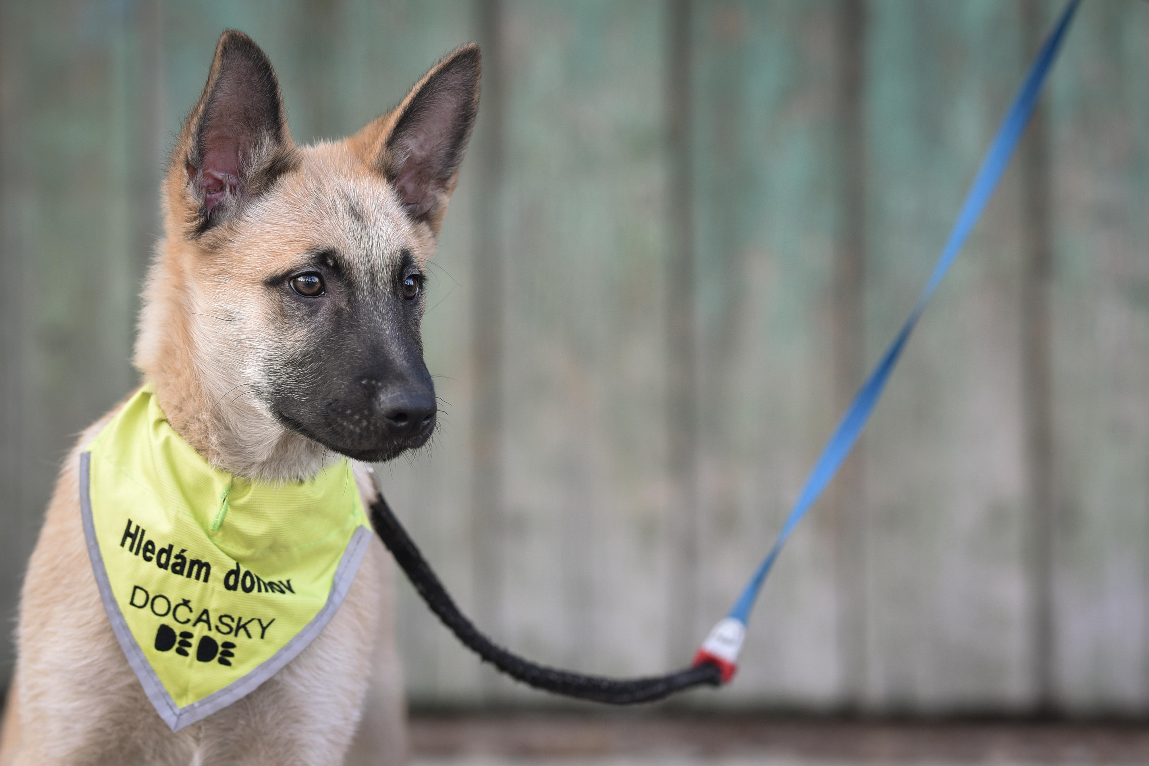 Dočasky De De, z.s.