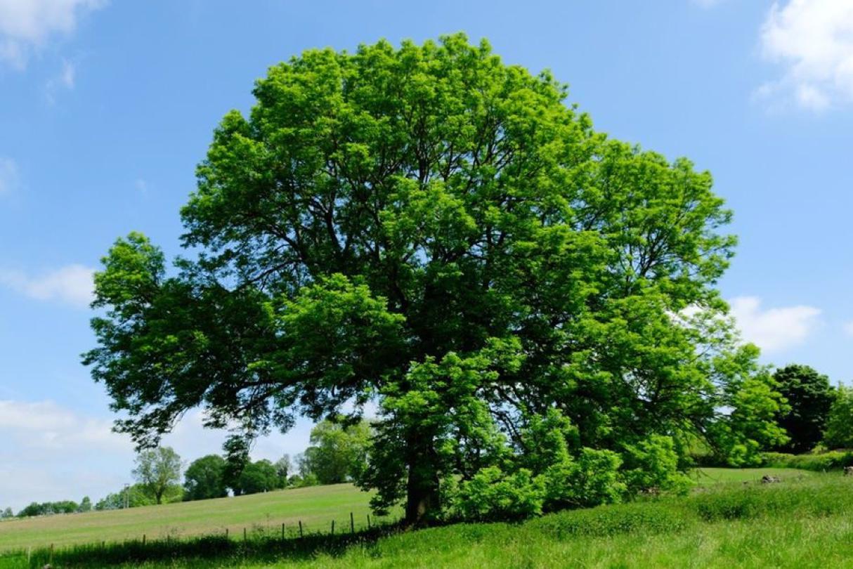 Kácení a údržba flóry Antonín Kollman