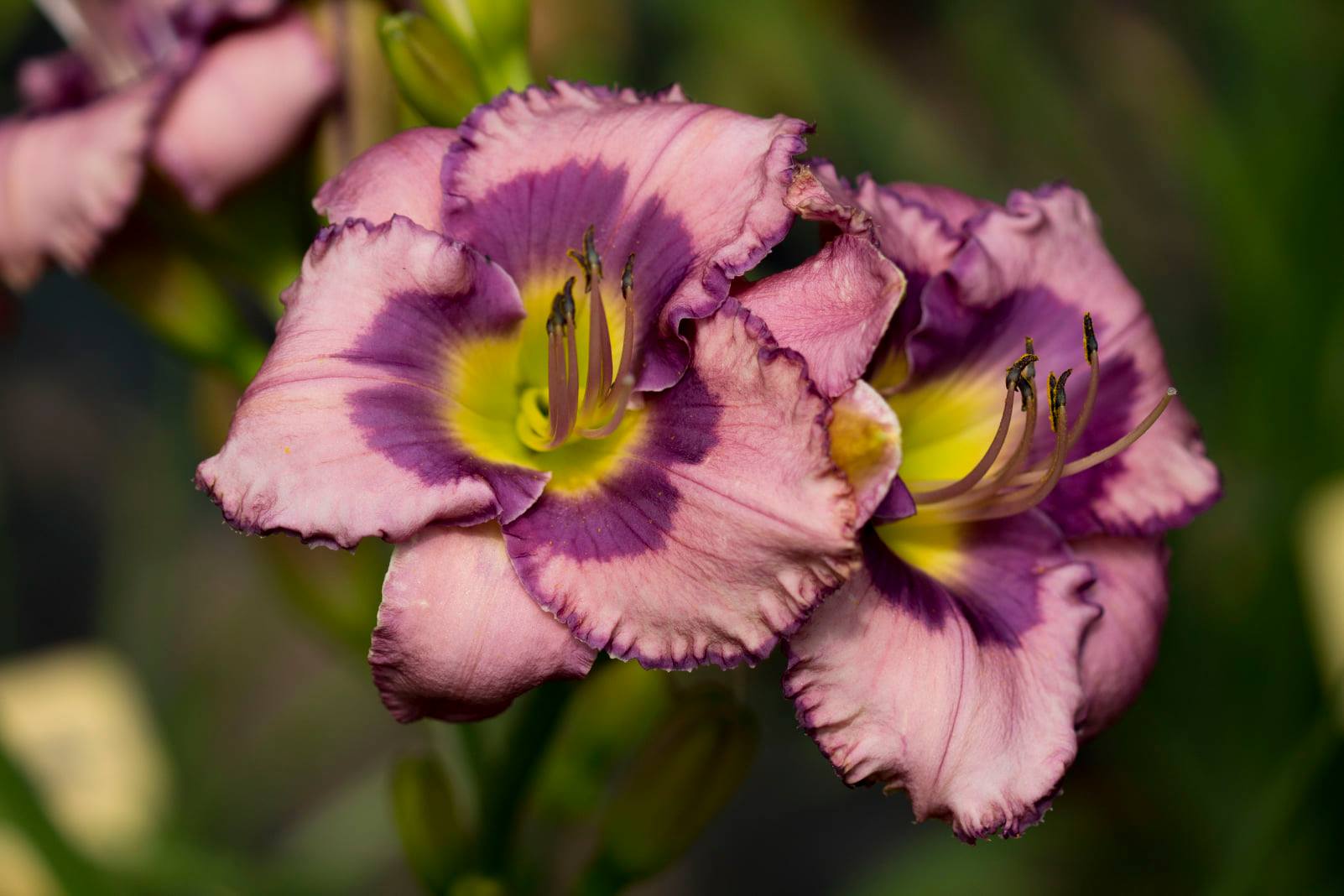 Hemerocallis Dolce foto 3