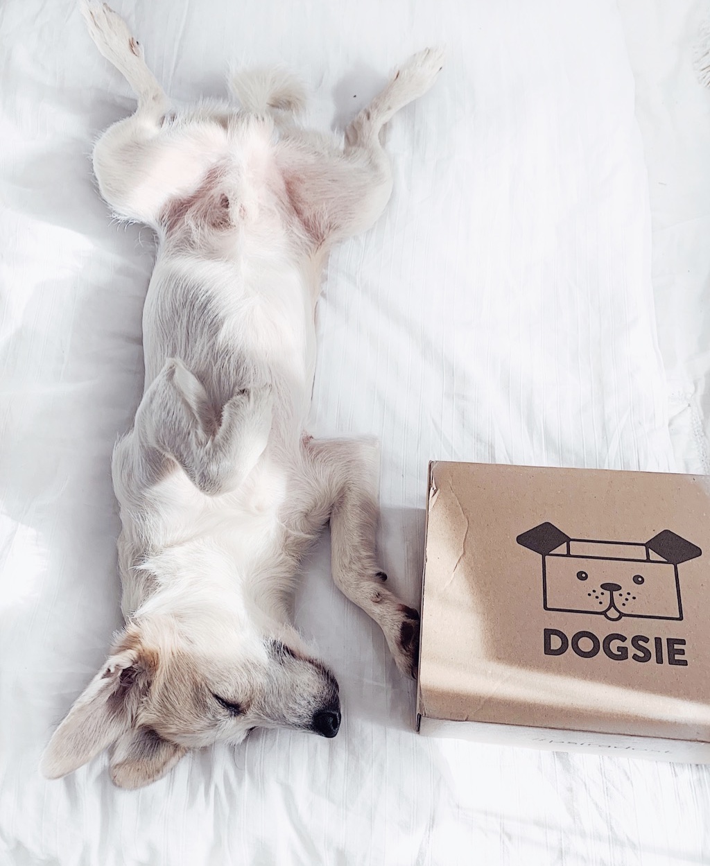 Dogsie.cz foto 3