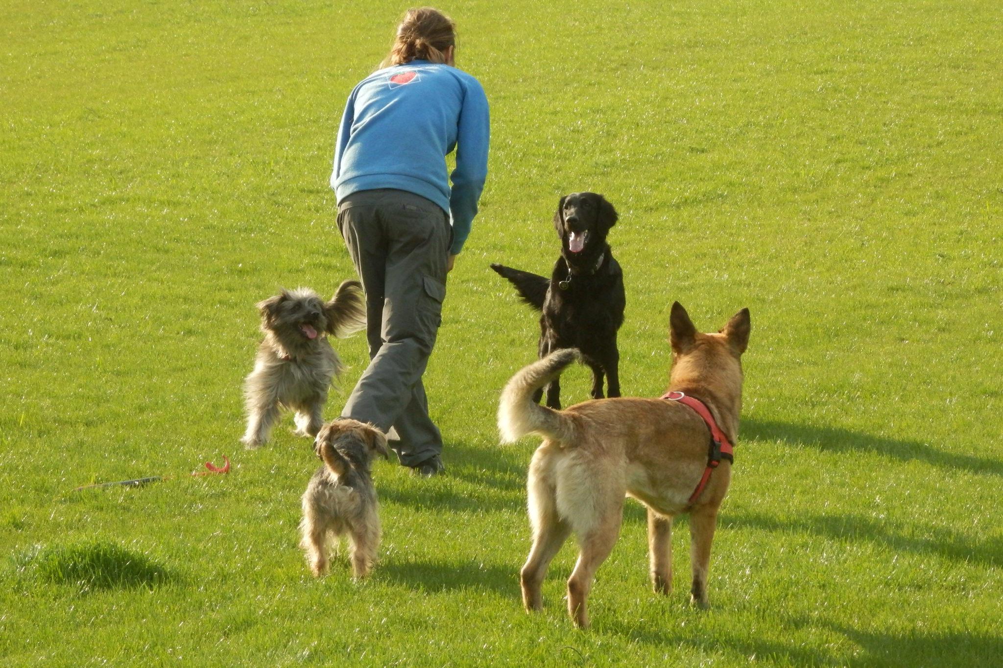 Julie Wohanková- výchova a trénink psů