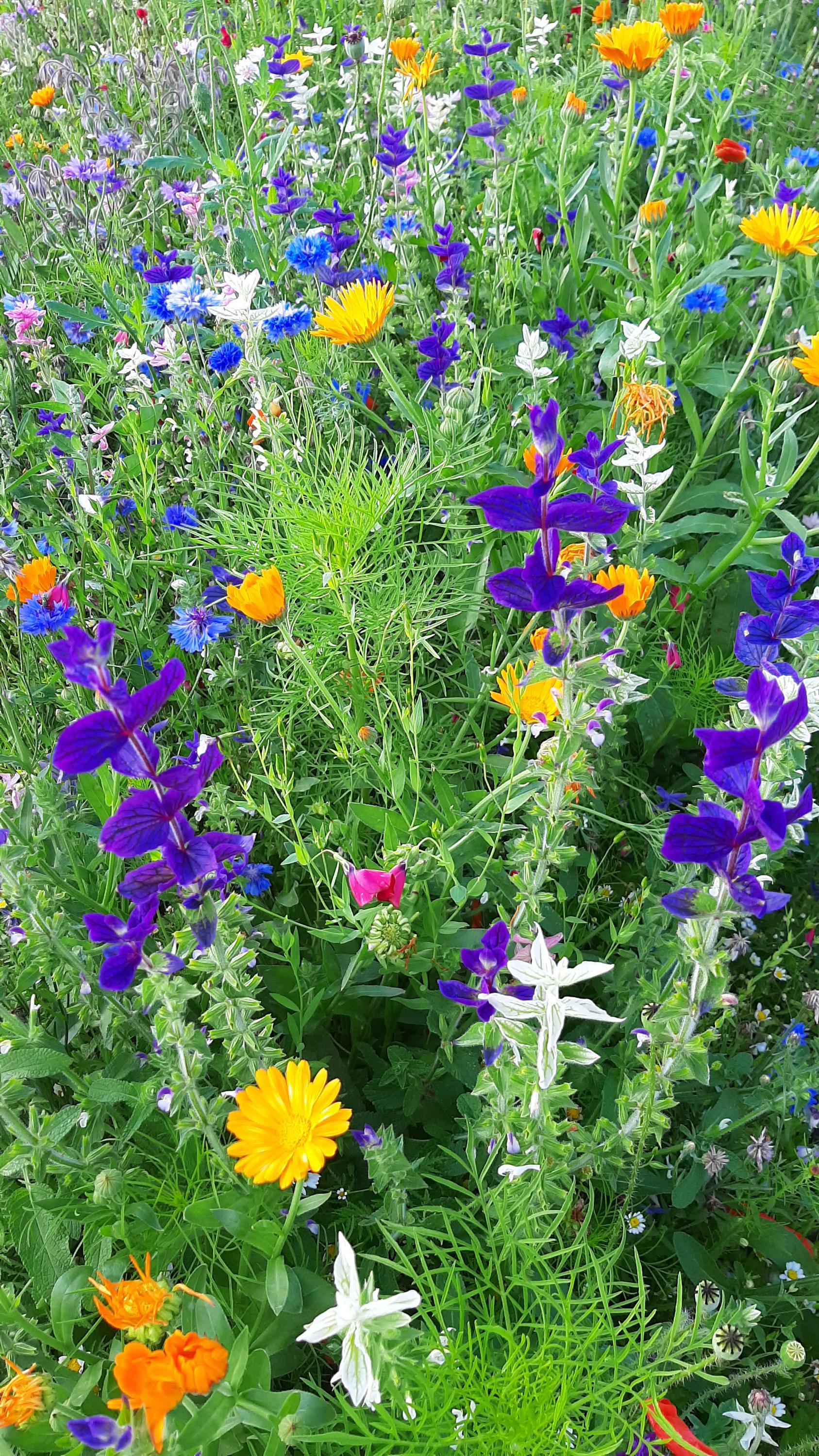 Kavárna Tančírna foto 3