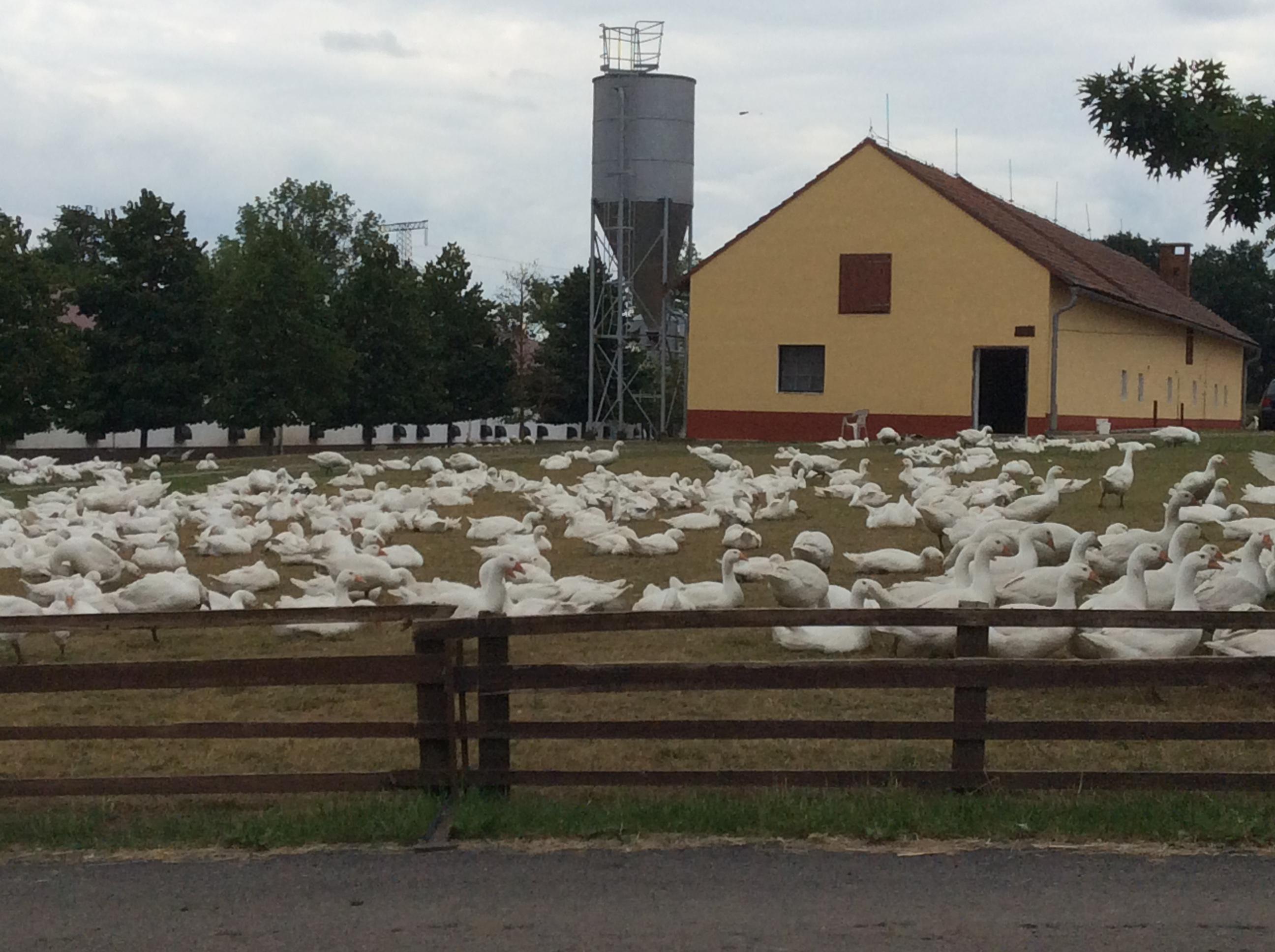 Farma Tůmovi - prodej drůbeže foto 2