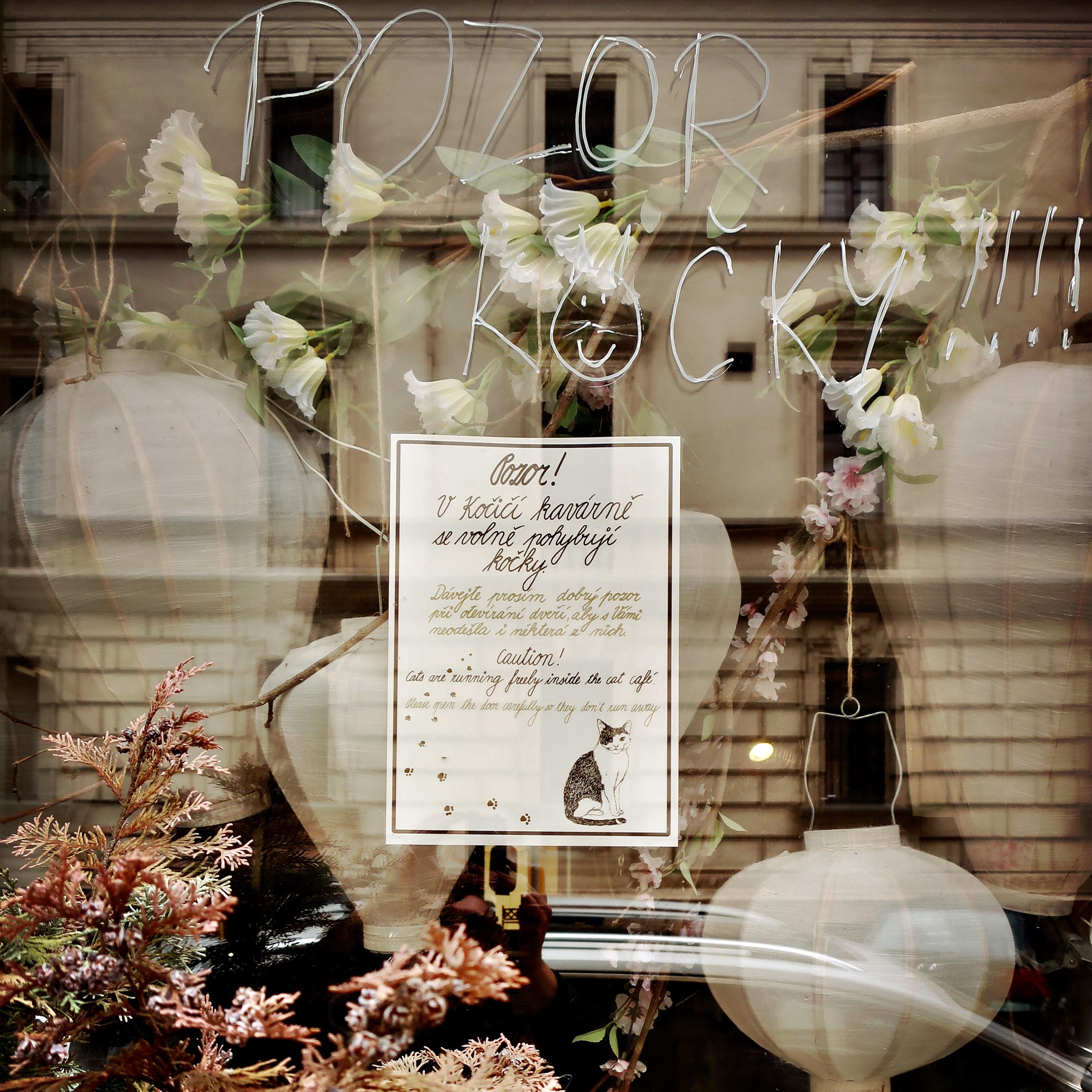 Kočičí kavárna foto 2