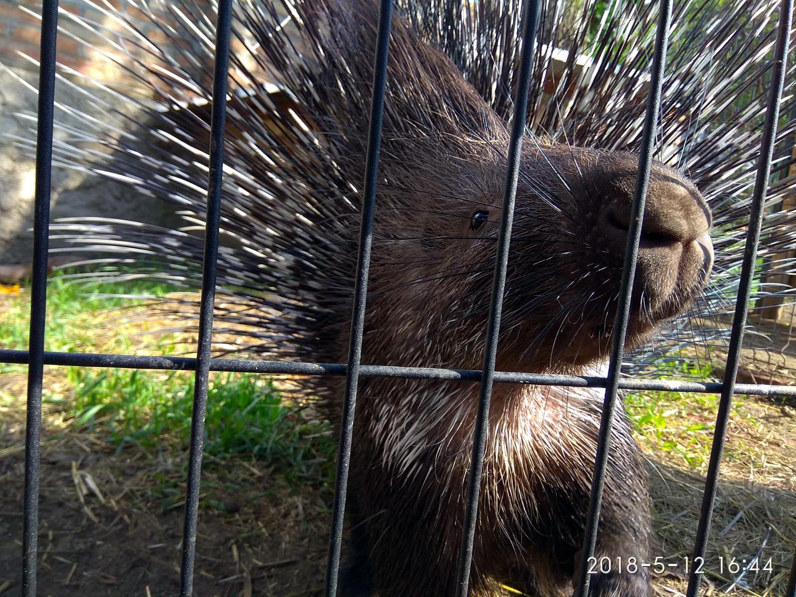 Dvorní zookoutek U Pipinga foto 6